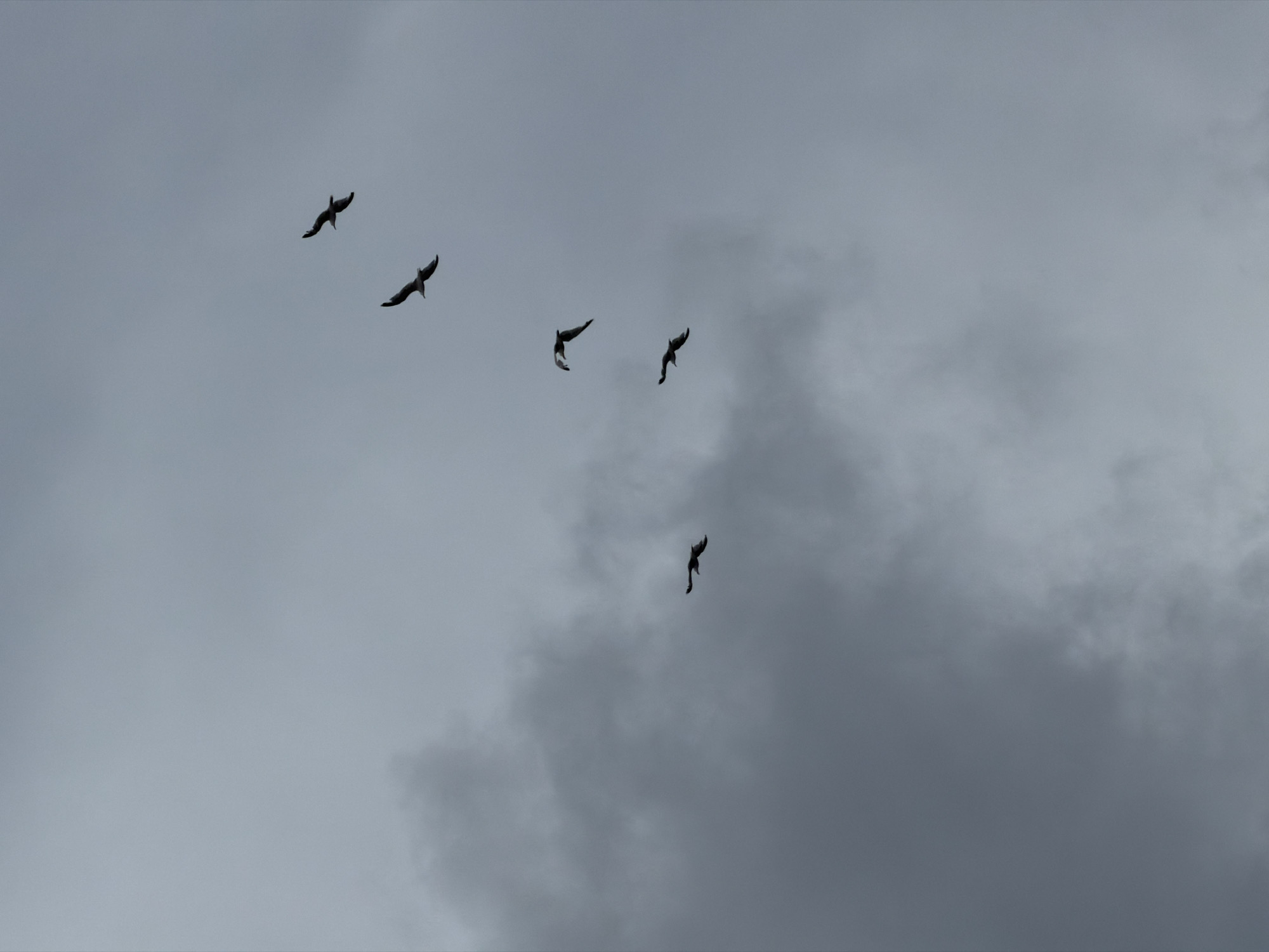 The image shows a flock of five birds flying in a cloudy, overcast sky. The birds are silhouetted against the sky, making it difficult to identify their species. The sky is a uniform gray with some darker clouds visible, suggesting it may be a gloomy or stormy day. There are no discernible landmarks or context that would indicate a specific location in Salou, Spain. The birds appear to be in flight, with their wings spread. The composition is simple, focusing solely on the birds and the sky.
