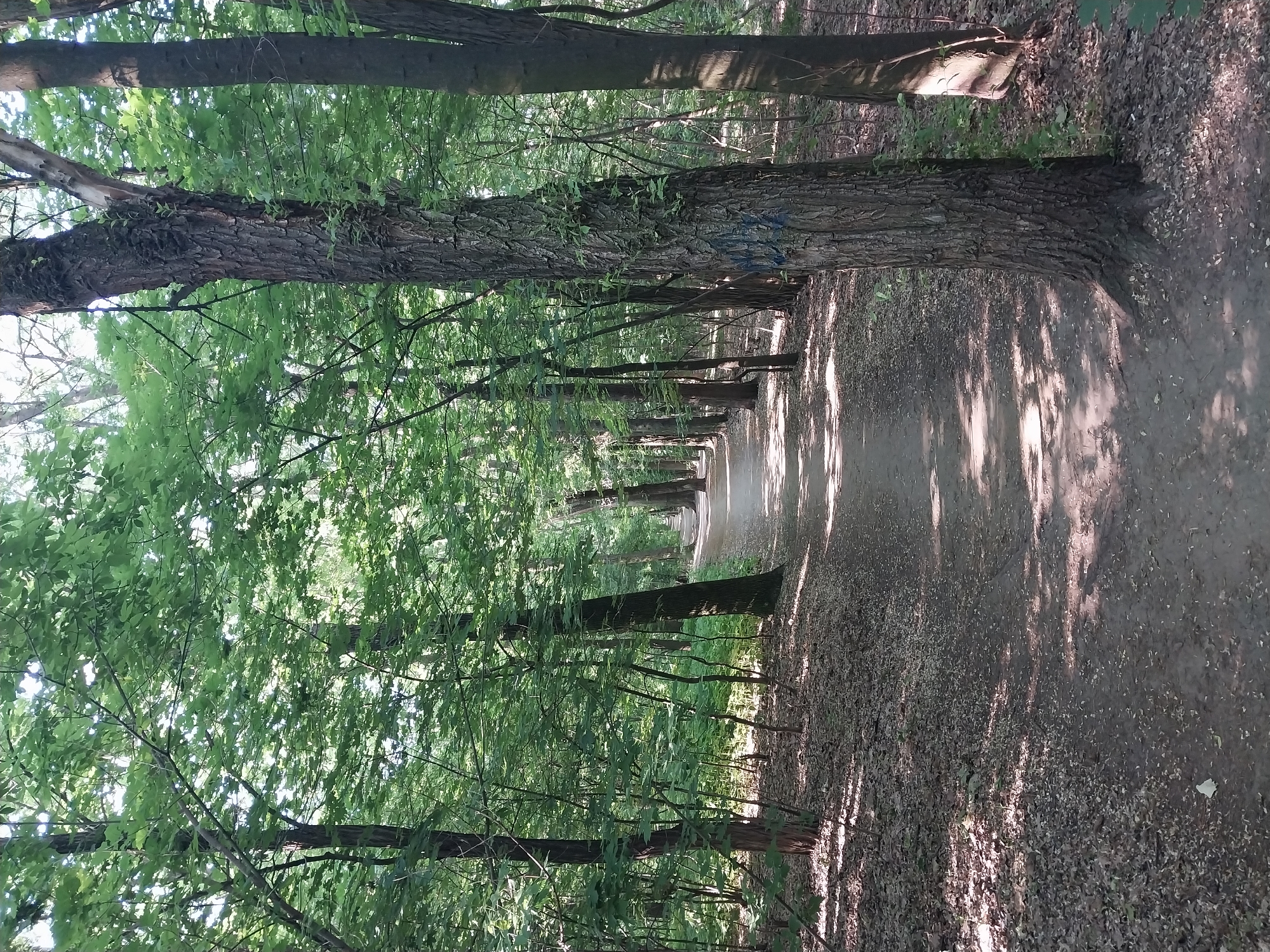 The image depicts a path in a forest or park, with dense green trees lining both sides. The path is unpaved and covered with dirt and fallen leaves, winding into the distance. Sunlight filters through the canopy, creating dappled shadows on the path and the forest floor. The trees are tall and mature, with thick trunks. One prominent tree trunk in the foreground has some graffiti markings on it. The overall impression is one of a serene, natural environment within an urban setting, likely a park or a forest area within the city. Based on visual cues common in Dnipro's green spaces and the architecture of the surrounding environment (not explicitly visible but inferred from common urban parks), this scene is likely located in Dnipro, Ukraine, possibly within a park like the Arboretum or a similar large green area. There are no people visible in the image.
