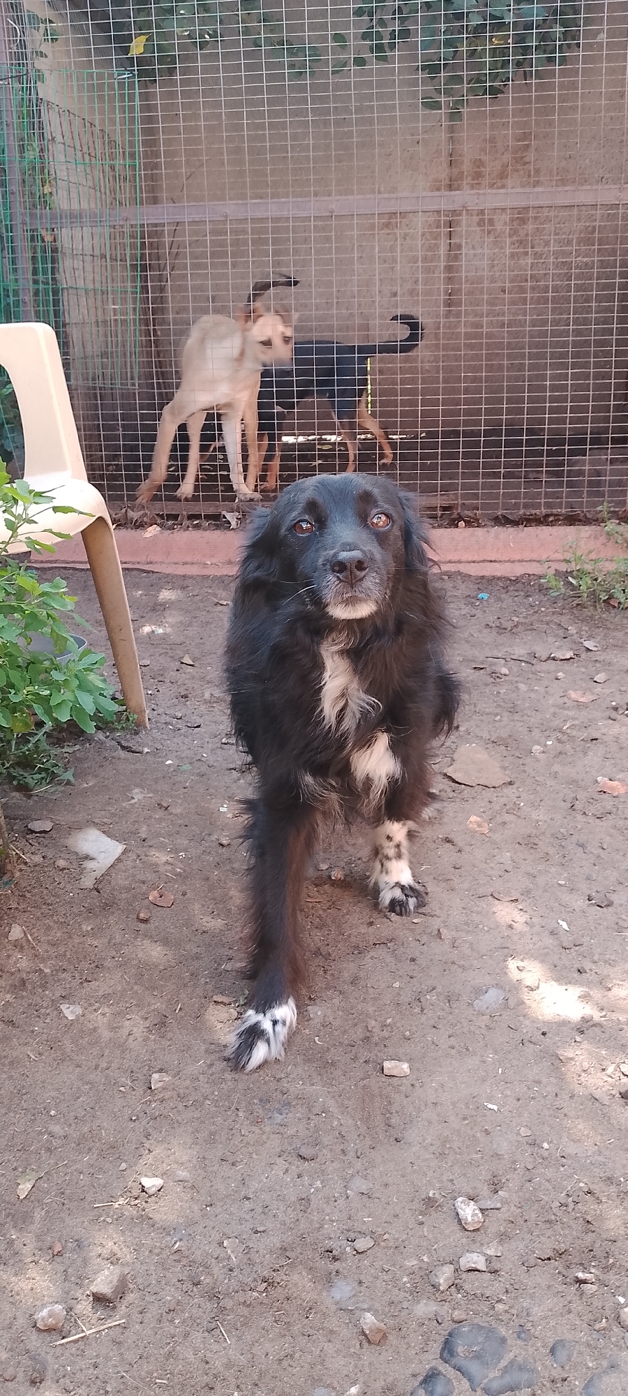 A black and white dog with shaggy fur is in the foreground, looking directly at the camera. The dog has a white chest and white markings on its paws. In the background, there is a cage with two other dogs, one light brown and one dark brown, inside. The ground is dirt with some scattered rocks. A white plastic chair is visible on the left side of the image. The scene appears to be an outdoor enclosure, possibly in a shelter or yard. There is no identifiable information to pinpoint the location to Belgorod, Russia.