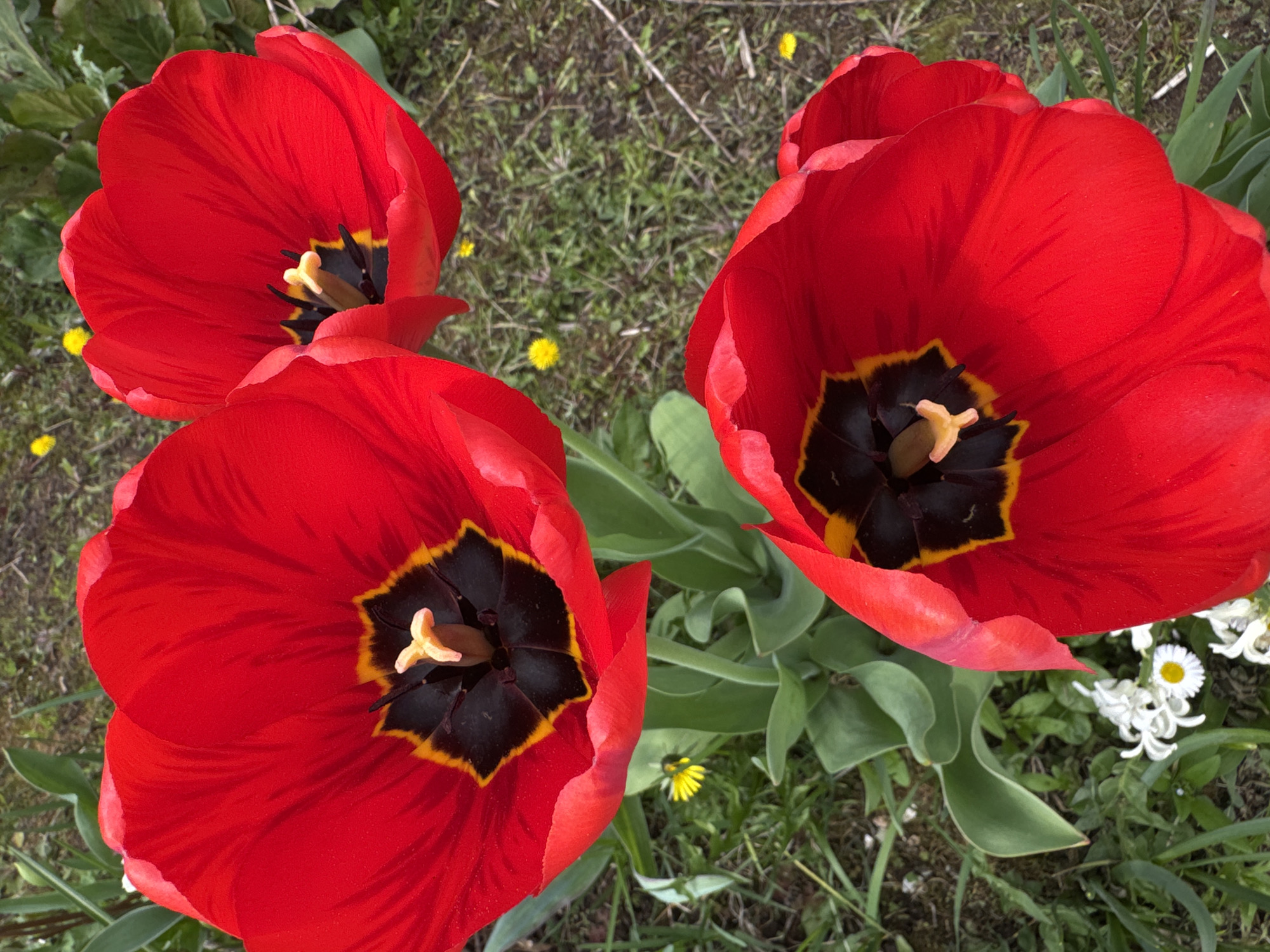 A high-angle view captures three vibrant red tulip flowers in full bloom, situated amidst a patch of grass. Each flower displays a dark, almost black center, accented by a light yellow pistil. The ground also contains small yellow flowers and some white wildflowers, sparsely scattered around the tulips. No people are visible in the scene. The location is presumed to be in Malinovo, Russia.