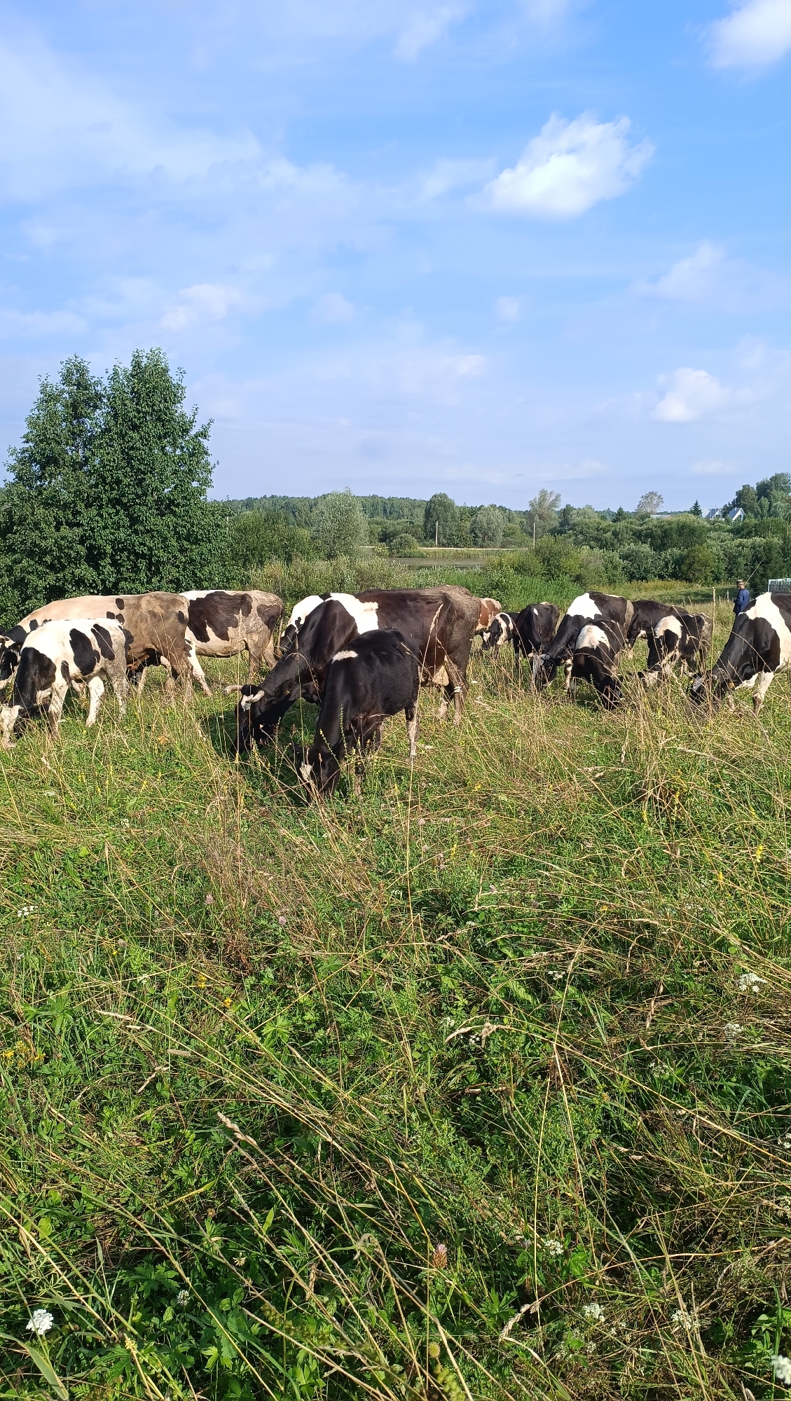 A herd of cows grazes in a grassy field under a partially cloudy sky. The cows are a mix of black and white and brown and white. In the background, there is a line of trees, and beyond that, a body of water. A person is visible in the far right of the image, walking towards the cows. The scene appears to be rural and suggests a pastoral setting. There is no information in the image to suggest a location in the city of Karsha, Russia.