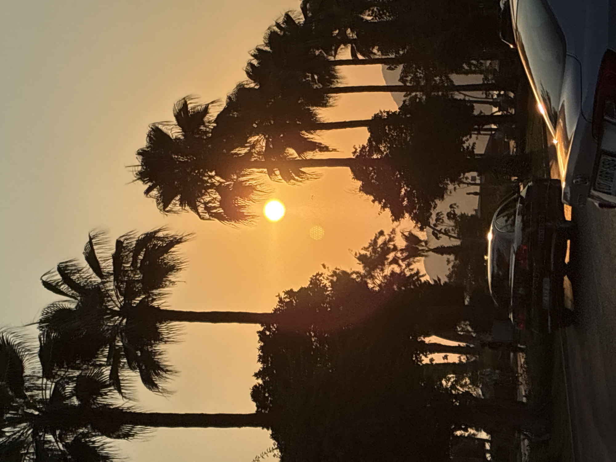 The image captures a sunset scene in Alanya, Turkey, characterized by silhouetted palm trees and lush foliage against a warm, orange sky. The sun, a bright orb, is visible through the fronds of the palm trees, casting a golden glow. In the foreground, the rear of a dark-colored car is prominent on a paved road, with a second vehicle, partially visible, ahead of it. The environment suggests a street-side view, possibly a promenade or a road adjacent to a park or coastal area, given the presence of palm trees and the hint of mountains in the distant background. The overall atmosphere is serene and tranquil, typical of a Mediterranean evening.