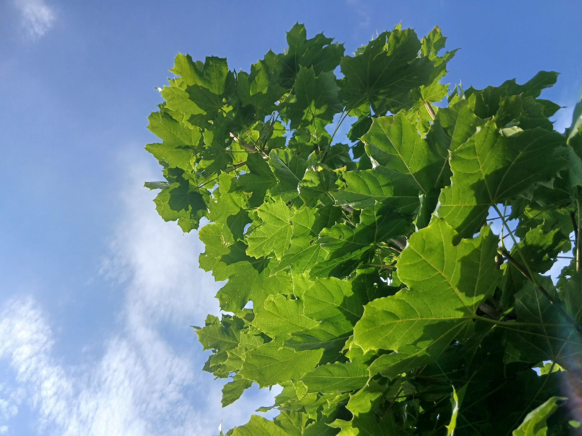 An upward-facing shot shows a cluster of bright green maple leaves against a clear blue sky. Thin, wispy white clouds are visible in the upper left portion of the sky. The leaves are large and deeply lobed, with serrated edges, and are illuminated by sunlight, casting shadows on some of the lower leaves. The branches are dark and thin, partially obscured by the foliage. The scene is an outdoor nature shot with no indication of a specific city or location.