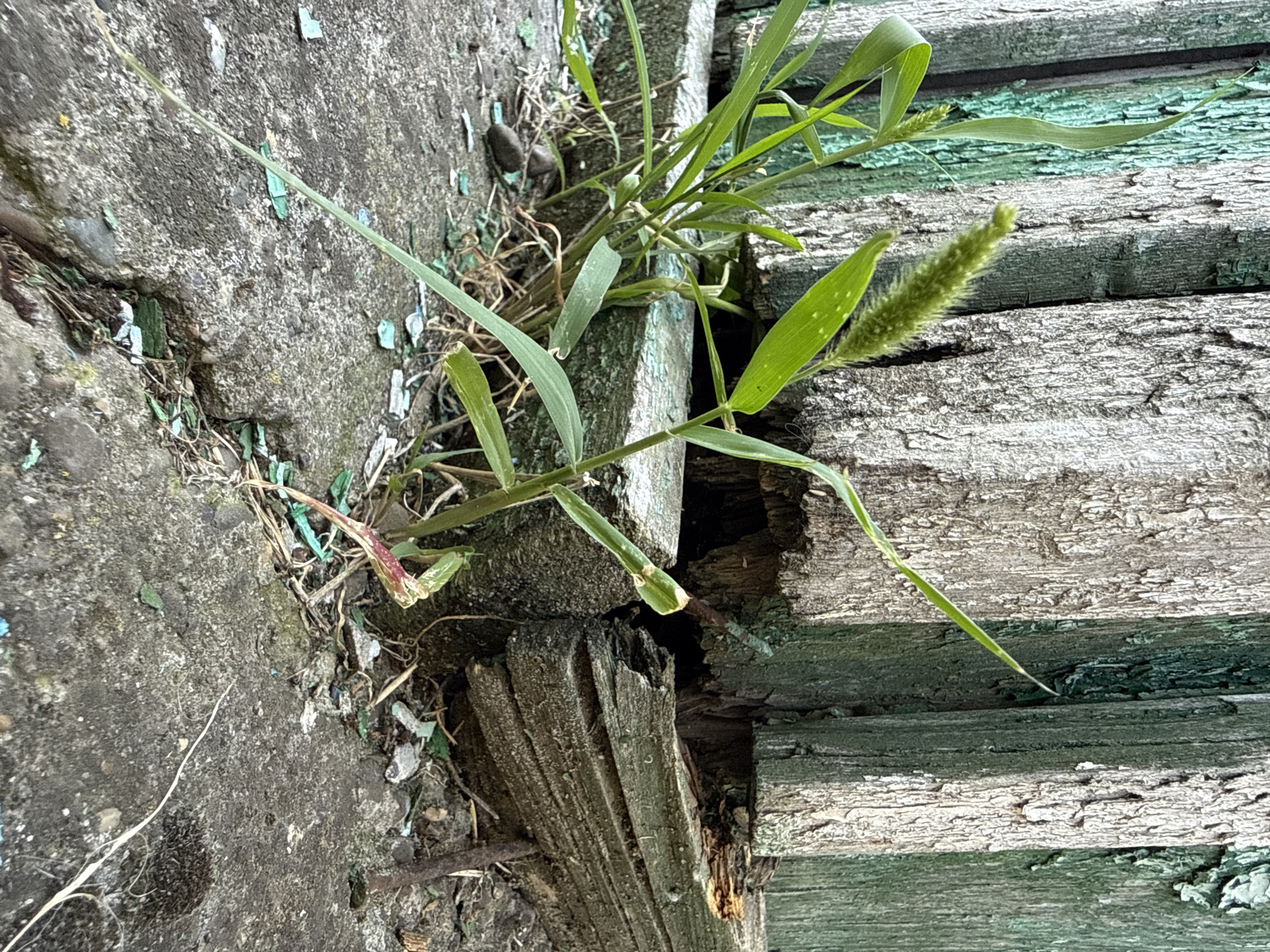 The image shows a close-up of a weathered wooden fence with peeling green paint, bordering a cracked concrete ground. Green grass and weeds are growing through the cracks and at the base of the fence. One blade of grass, in the foreground, has a feathery seed head. The ground is littered with small flakes of green paint and debris. The scene appears to be an outdoor, urban or semi-urban environment.
