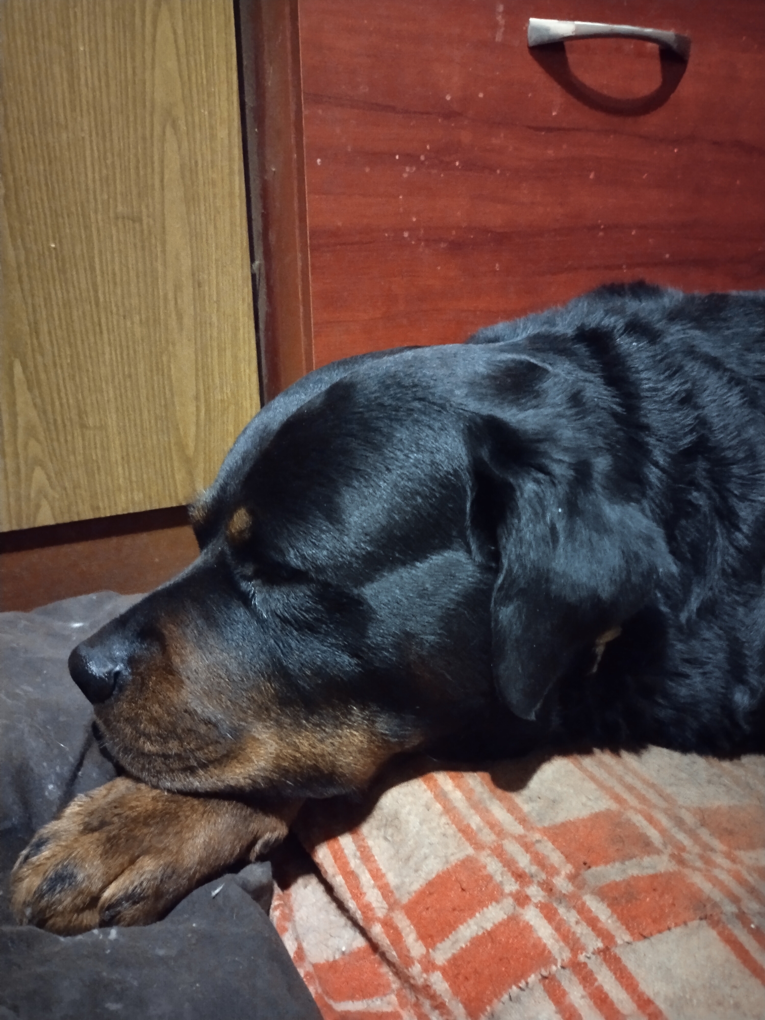 A Rottweiler dog is resting its head on its paw on a checkered blanket. The background consists of two wooden cabinet doors, one light-colored and the other reddish-brown, with a metal handle on the latter. The location is not determinable from the image content alone. There is no data to suggest the scene is in Horishni Plavni, Ukraine.
