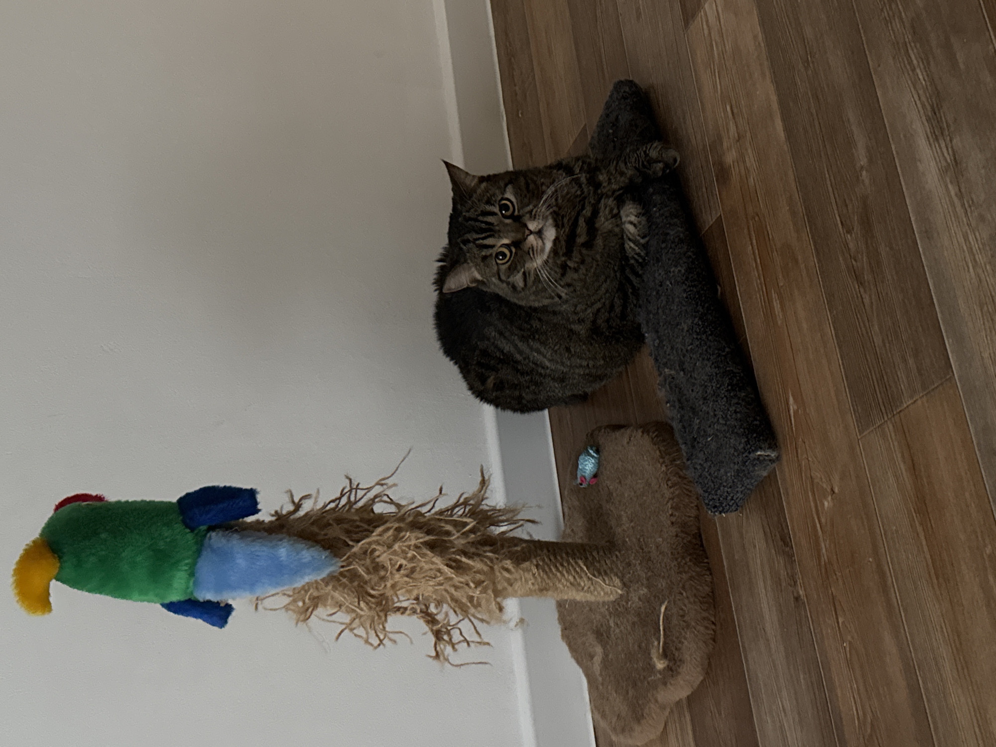 A brown tabby cat is curled on a gray cat tree, located indoors on a wood-look floor in front of a white wall. A scratching post with a stuffed parrot toy is next to the cat tree. The location is unknown, so the city of Perm, Russia, cannot be confirmed.