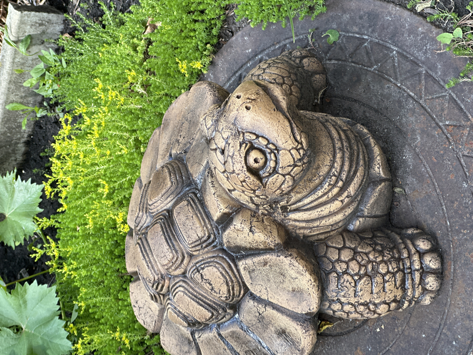 The image shows a close-up of a decorative garden sculpture of a tortoise. The sculpture is made of a bronze-colored material and is positioned on a circular metal surface with an etched pattern. The tortoise sculpture is detailed, with a textured shell and skin, and a distinct head with eyes, nostrils, and a mouth. It is surrounded by lush green ground cover plants, some of which have small yellow flowers. In the background, there are larger green leaves, dark soil, and a concrete structure. The scene appears to be outdoors in a garden or park setting. The image does not provide any information about the city of Oryol, Russia.