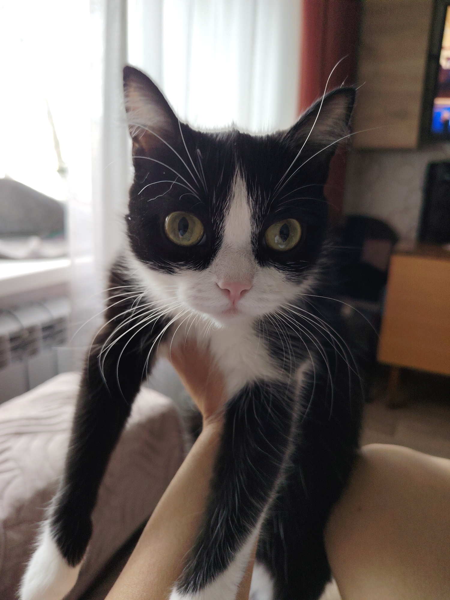 A medium shot shows a black and white cat being held up by a person. The cat has green eyes, a pink nose, and long white whiskers. The background includes a window with white curtains, a radiator, a wooden cabinet, and a television.