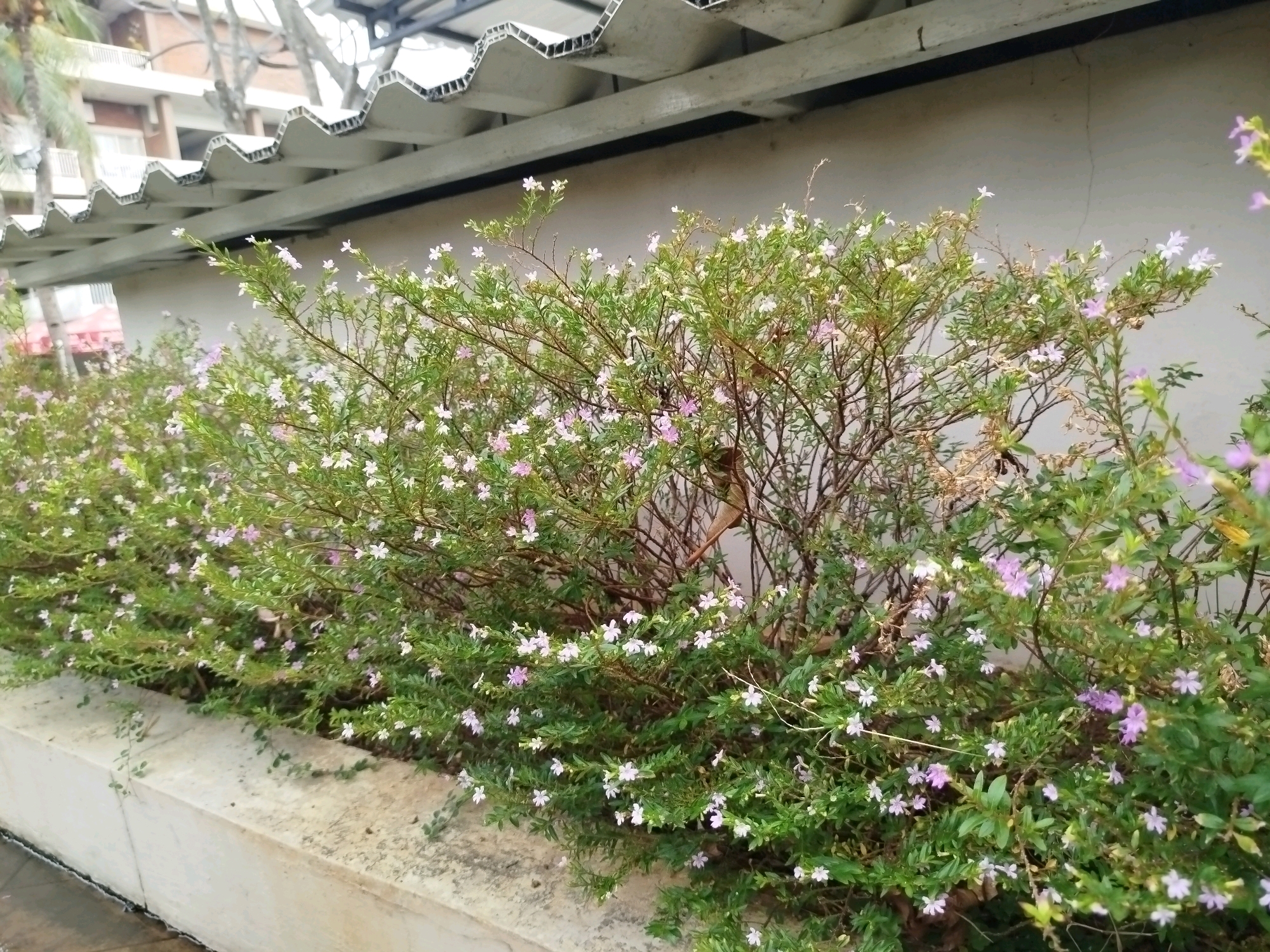 In Bugangin, Indonesia, a dense bush with small white and pink flowers is situated in front of a light-colored wall. The bush is low to the ground, with its branches extending horizontally and upwards. The flowers are clustered on the branches, creating a soft, textured appearance. Some branches are bare and brown, suggesting the bush may be deciduous or in a dormant state. A concrete border runs along the bottom of the bush. Above the bush and wall, a gray corrugated roof is visible, supported by beams. Palm trees and a building with white balconies can be seen in the blurred background. The overall scene depicts an outdoor garden or landscaping area.