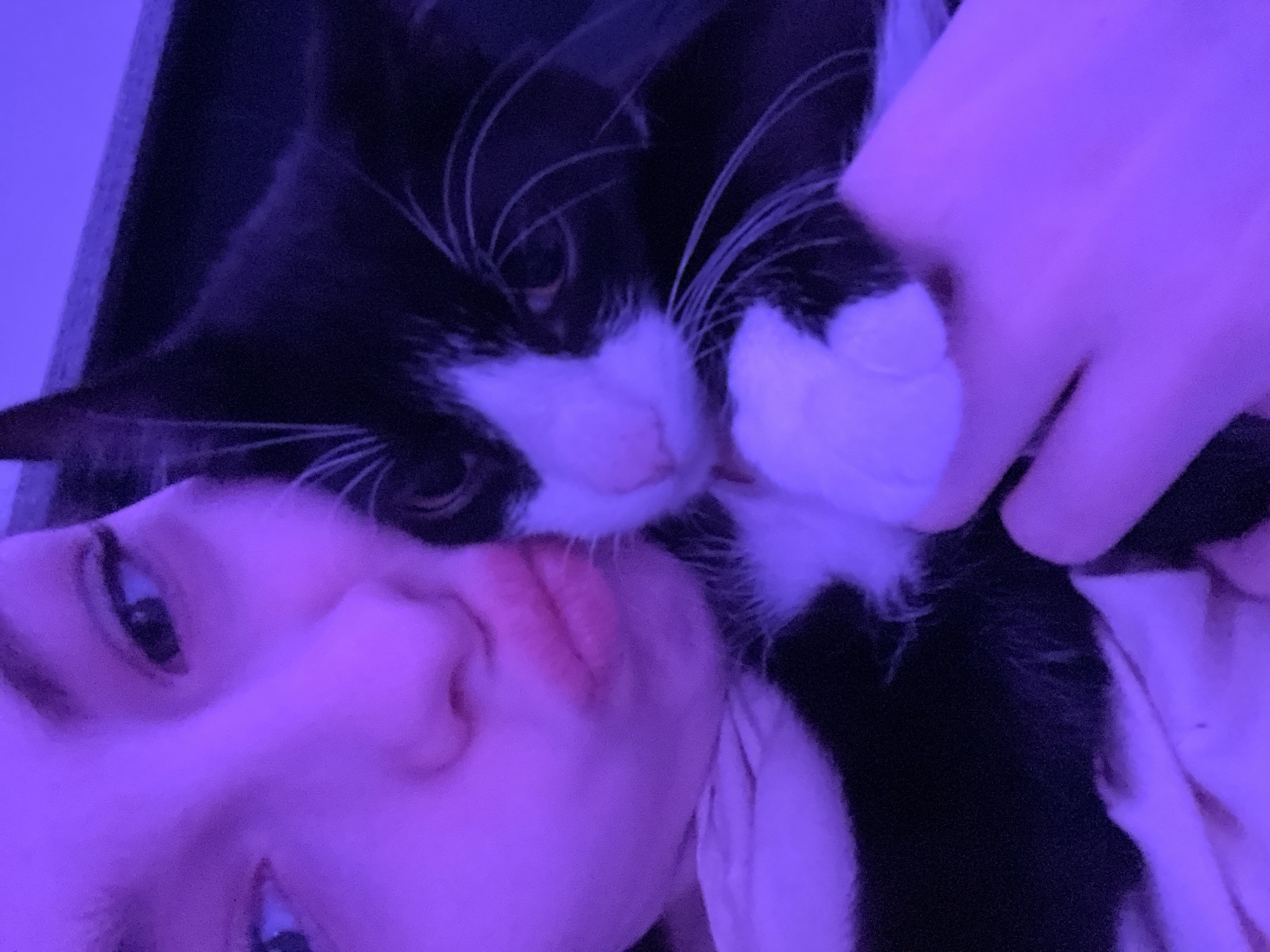 A close-up, low-angle shot shows a person and a black and white cat. The person's face is visible, with an eye open and lips pursed, seemingly in contact with the cat. The cat is primarily black with white markings on its face, particularly around its mouth and nose. A hand is also visible, interacting with the cat. The scene is bathed in a violet or blue light, affecting the coloration of the skin and fur. The background is indistinct. The location of the image is not determinable from the context of the image.