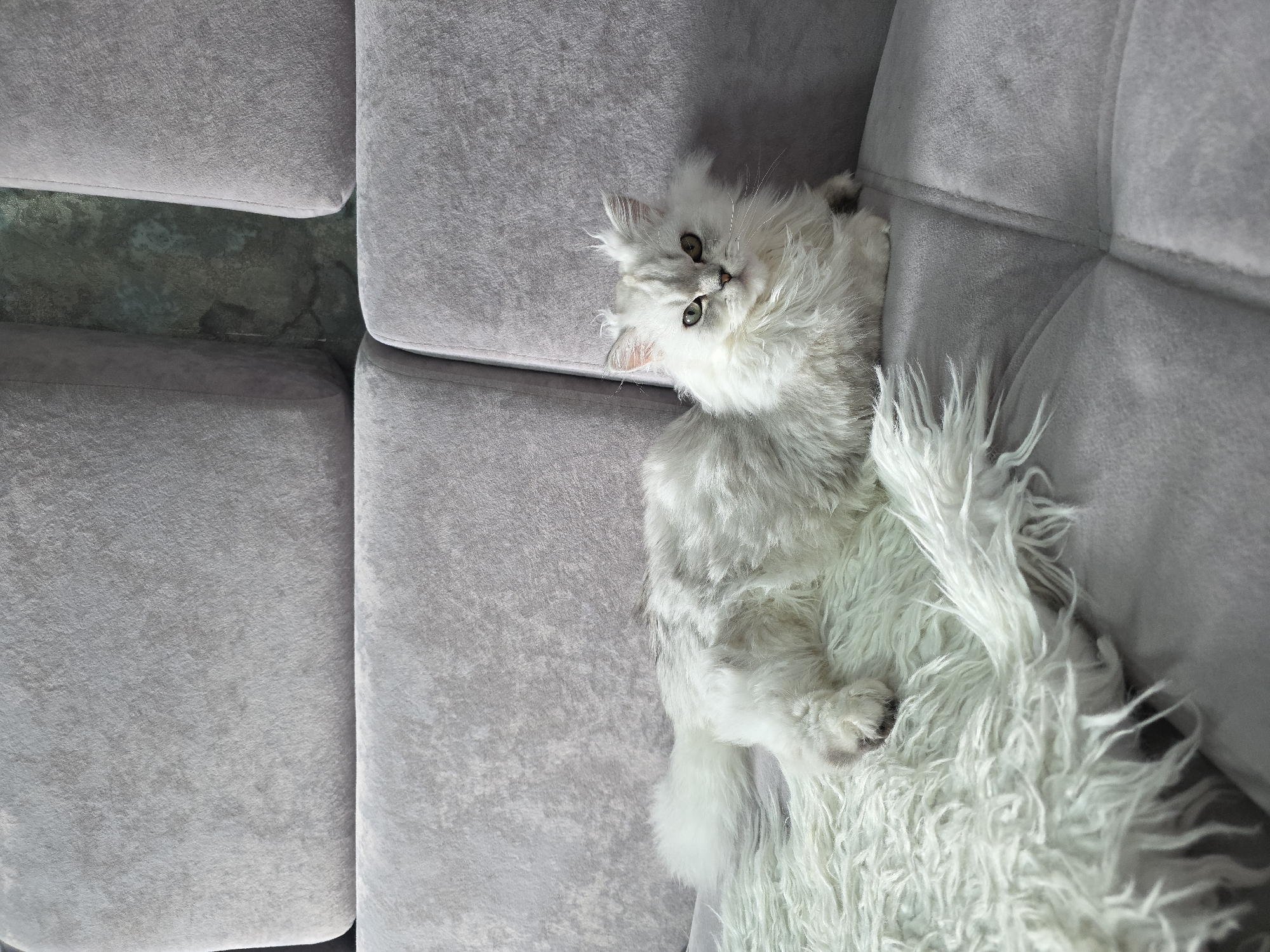 A fluffy, white Persian cat with green eyes is lying on a grey sofa. The cat is positioned on the right side of the sofa, with its body stretching across a fluffy white rug. The sofa has quilted cushions. The background shows a wall with a textured finish. This image was taken indoors in the city of Novocheboksarsk, Russia.