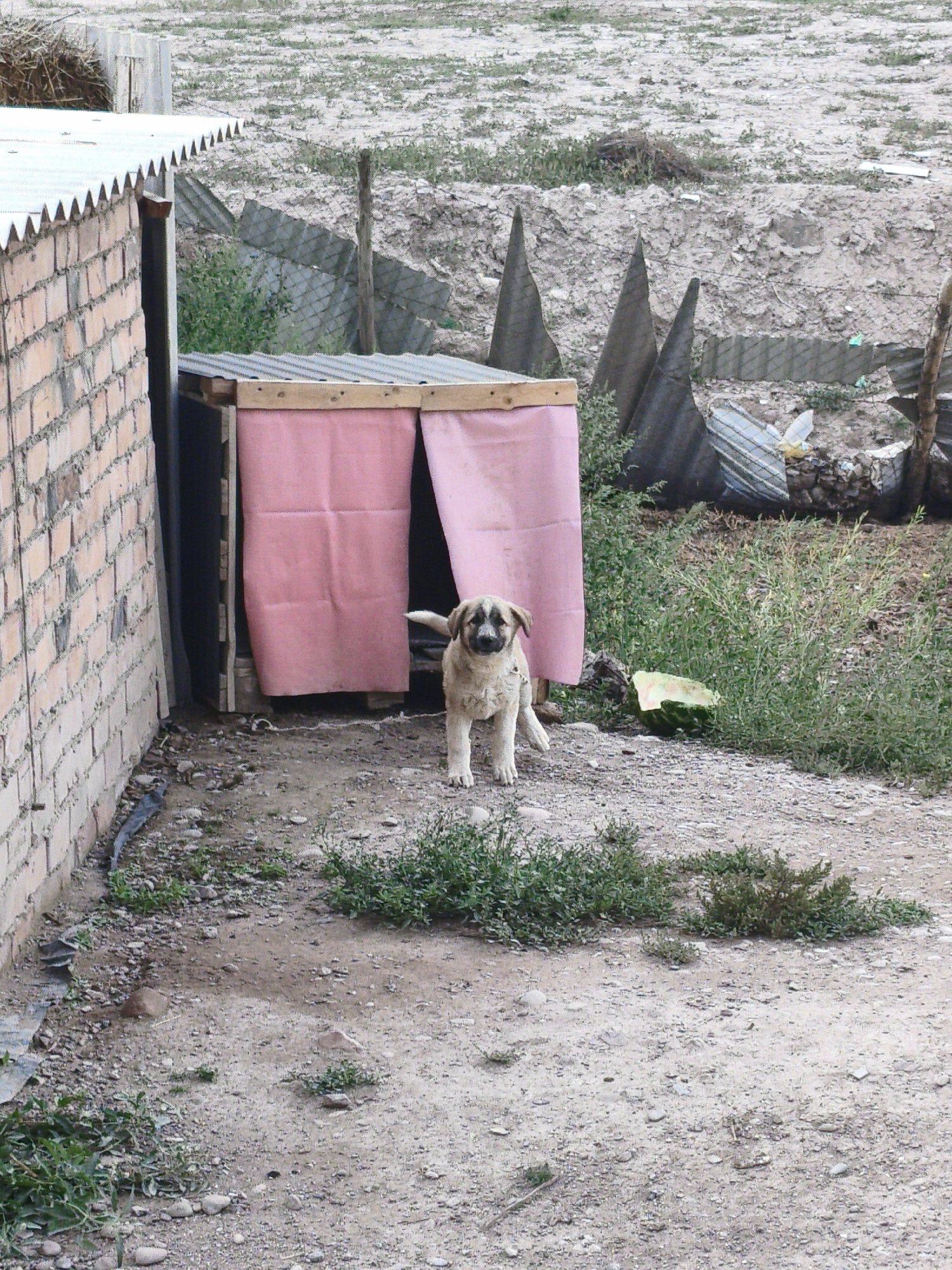 An outdoor scene shows a medium-sized dog standing in front of a makeshift shelter. The shelter has a wooden frame covered with pink fabric and a corrugated metal roof. To the left of the shelter is a brick wall, suggesting a building. The ground is a mixture of dirt and gravel, with sparse vegetation growing in patches. In the background, there are fences, piles of debris, and a rough, uneven terrain. A discarded piece of watermelon rind is visible near the dog. The lighting suggests it is daytime. The overall environment appears to be a somewhat unkempt or undeveloped area.