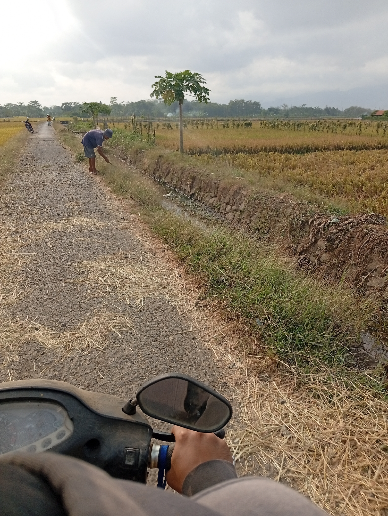 The image depicts a rural scene, possibly in Southeast Asia, given the presence of rice paddies and a scooter. The perspective is from the rider of a scooter, looking forward. In the mid-ground, a person wearing a blue t-shirt and shorts is tending to the side of a dirt road, which is lined with dry grass and a drainage ditch. Further down the road, another person and a scooter are visible. The background features fields of dry crops, trees, and a hazy sky with clouds. A papaya tree stands prominently near the road. The overall environment suggests an agricultural area under dry conditions.
