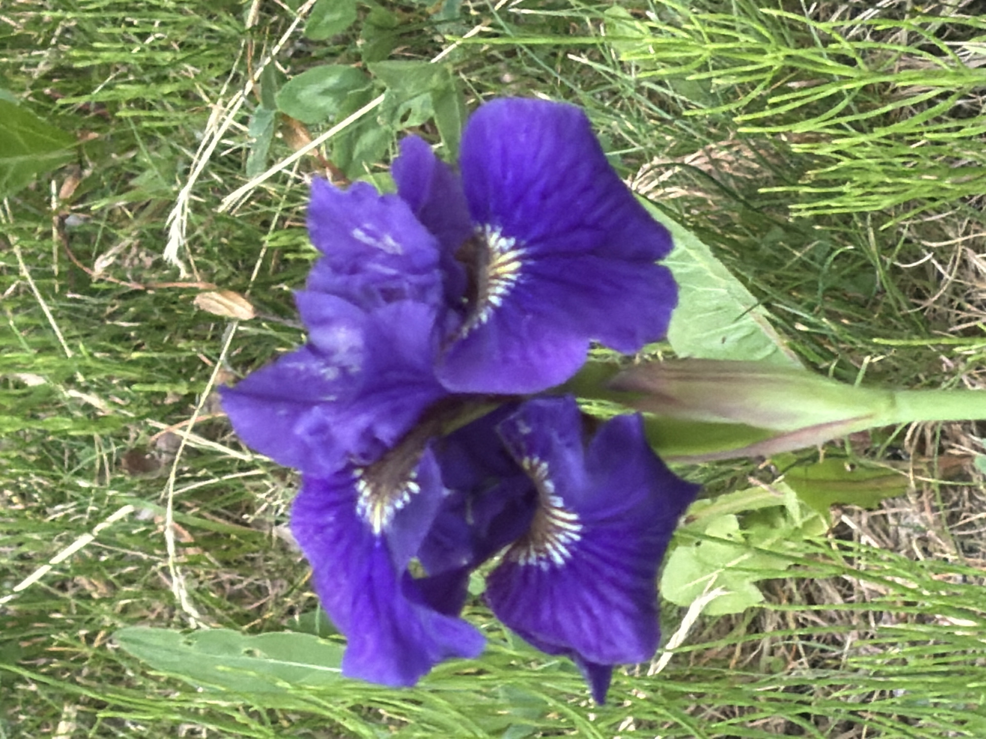 An extreme close-up shot shows a purple iris flower with yellow and white accents on its petals. The flower is surrounded by green grass and some dry leaves. The background is blurred, but appears to be more grass and foliage. There are no people or animals visible in the image, and no discernible Moscow landmarks.