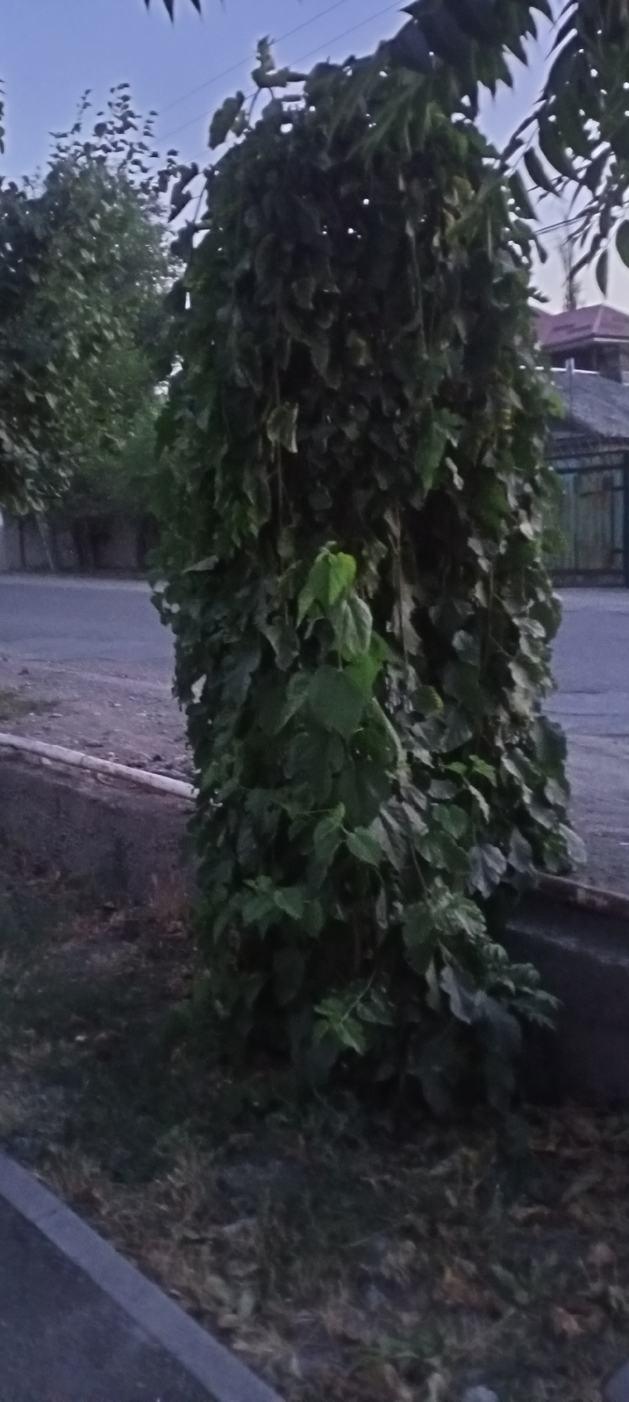 A dense, overgrown bush with large, dark green leaves occupies the foreground of the image, obscuring much of what lies behind it. The bush is planted along a concrete border. To the left of the bush, a paved road or path is visible, and beyond that, dry grass and some fallen leaves. In the background, there are trees and a building with a reddish-brown roof and a dark metal fence. The sky is a pale, dusky blue, indicating either early morning or late evening. The overall scene appears to be an outdoor, urban or suburban environment. The specific location in Sokuluk, Kyrgyzstan, is noted, suggesting this is a view of a street or roadside area in that region. There are no people or animals visible in the image, nor any specific actions or interactions taking place.