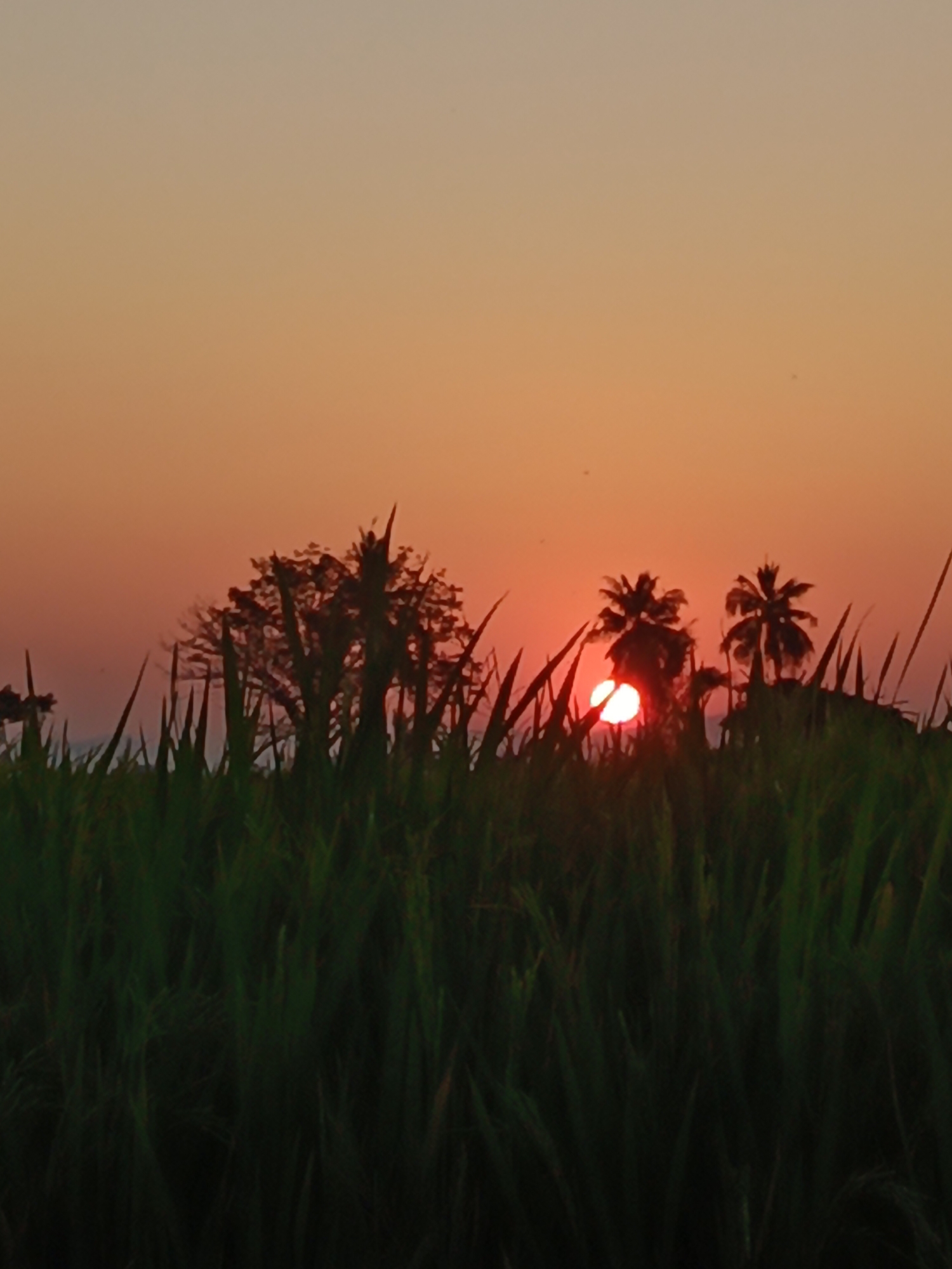 This vertical, medium-shot photograph captures a sunset scene in Pangkajene, Indonesia, characterized by a warm, gradient sky transitioning from pale orange at the top to a deeper reddish-orange closer to the horizon. In the foreground, the silhouette of lush green grass, likely a rice paddy, fills the bottom half of the frame, its blades sharply defined and reaching upwards. Partially obscured behind the grass, silhouetted trees and palm trees rise against the sunset. The sun itself is a bright, glowing orb of red, positioned slightly to the left of the center, casting a radiant glow and partially hidden by the silhouettes of the trees. The overall atmosphere is serene and natural, highlighting the beauty of the Indonesian landscape at dusk.
