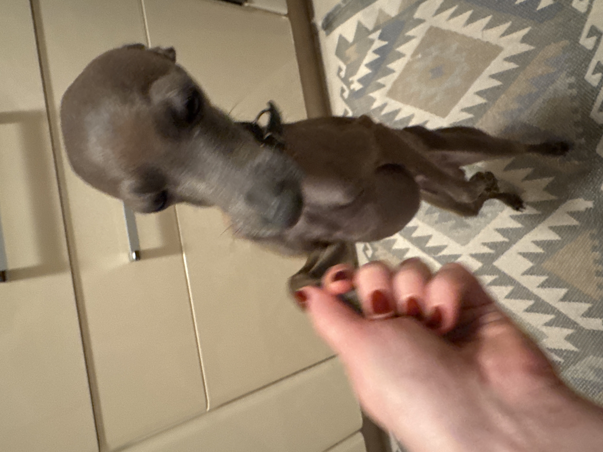 A dog is lying on a patterned rug next to a beige cabinet, with a hand reaching toward the dog. The scene appears to be indoors. There is no information in the image to determine the location in the city of Vracar Urban Municipality, Serbia.