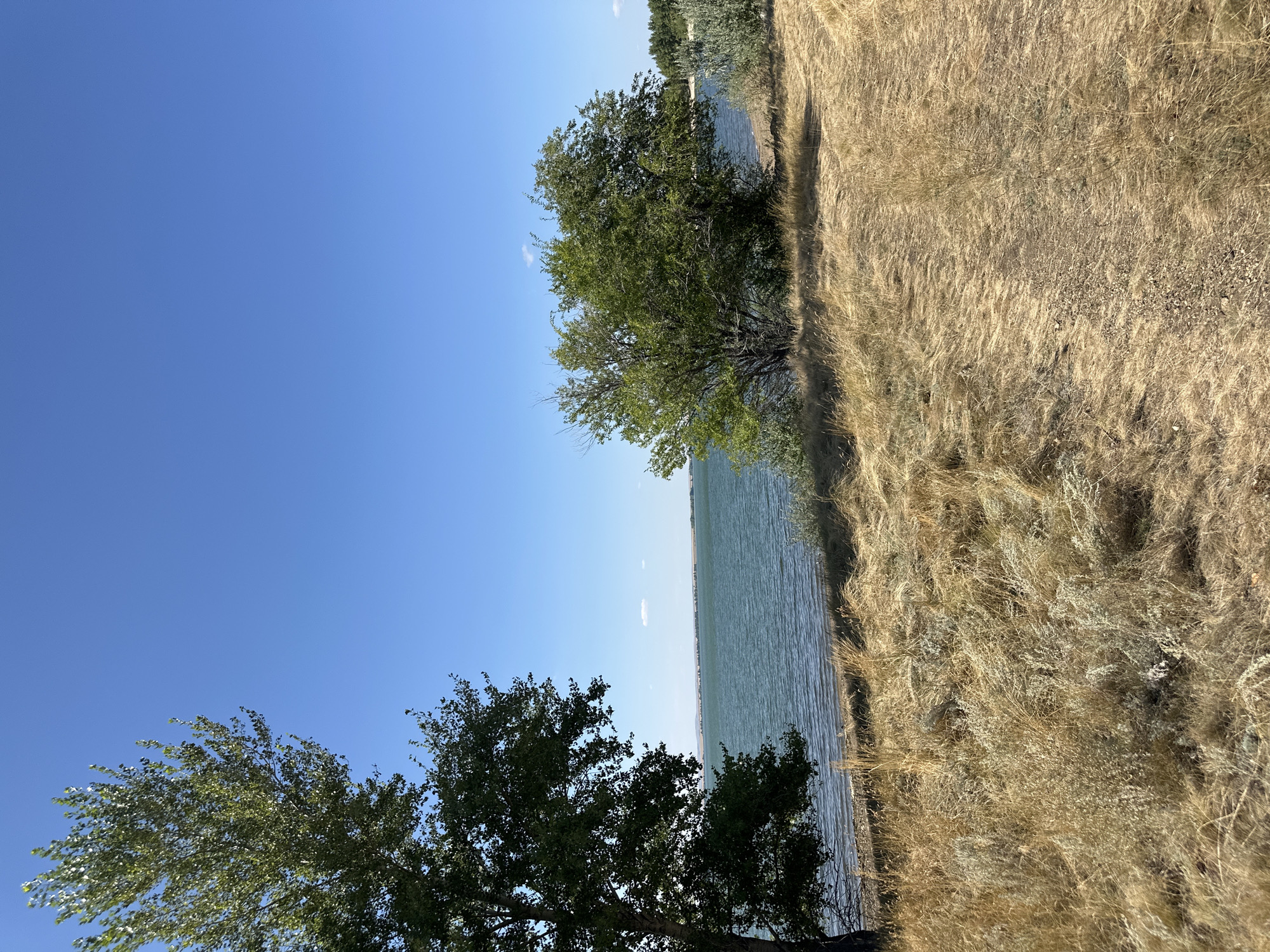 A wide shot shows a natural landscape under a clear blue sky. In the foreground, dry, golden grass and a dirt path leading into the distance dominate the scene. To the left, a tall tree with dark green foliage stands prominently. In the midground, a body of water, appearing to be a lake or reservoir, stretches across the frame. The water is a muted blue-green with small ripples on its surface. On the far side of the water, a low, distant horizon is visible with faint signs of vegetation and structures. To the right of the water, a dense cluster of green trees and bushes occupies the shoreline. The overall impression is one of a serene, natural environment on a sunny day. The image is located in the city of Gornyi Erik, Russia.