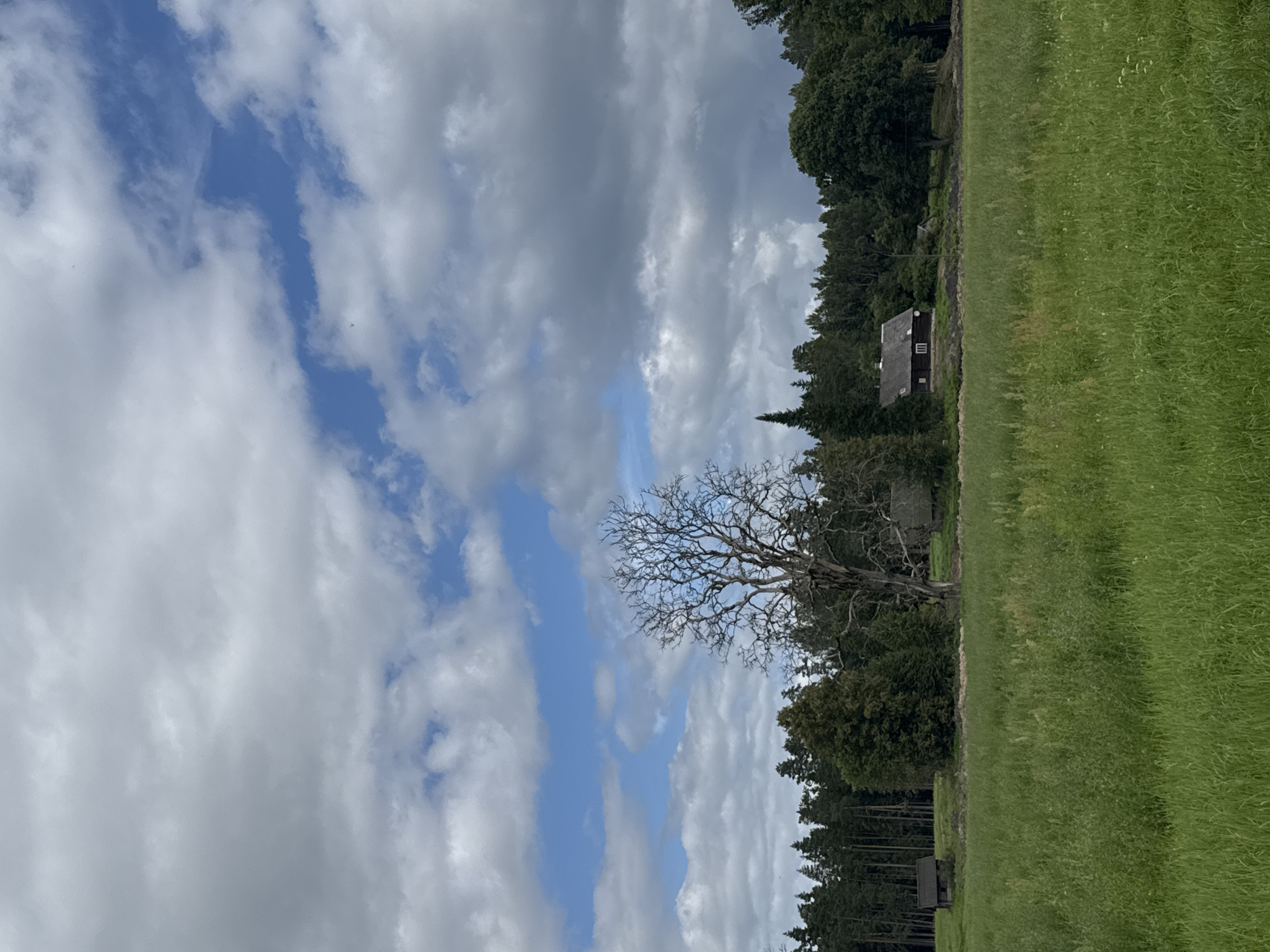 The image depicts a pastoral landscape with a vast, green field in the foreground under a cloudy sky. In the mid-ground, a line of trees separates the field from a small cluster of buildings. A large, bare tree stands prominently to the left of center. To the right of this tree, a dark-colored house with a visible window is situated on a slightly elevated area. Further to the left, a smaller, dilapidated wooden structure is partially visible amongst the trees. The background consists of a dense forest. The scene is serene and appears to be a rural setting, potentially in Vērene, Latvia, given the context. There are no people or animals visible in the frame. The sky is a mix of white clouds and patches of blue.