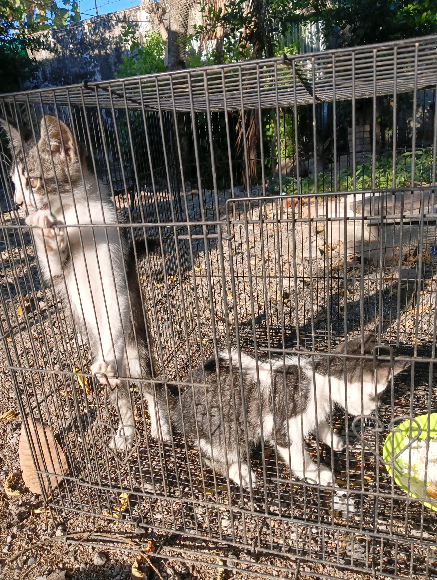 A close-up, eye-level shot captures two kittens inside a black metal cage outdoors in Sukosari, Indonesia. The cage, made of thin metal bars, is situated on a ground covered with gravel and dried leaves. Sunlight casts shadows on the ground and through the cage bars.
In the left portion of the frame, a tabby and white kitten stands on its hind legs, reaching up with its front paws towards the cage bars, its body oriented towards the left. Its face, with amber eyes, is turned to the left, and its paws are visible against the bars.
To the right, a black and white kitten is lying down, facing right. It appears to be eating from a small, lime-green plastic bowl containing white food, possibly rice or kibble.
The background of the image shows a textured gray wall on the left, with greenery and trees behind it. The sky is visible above the wall, appearing blue. The scene suggests an outdoor, possibly domestic or semi-rural setting.
