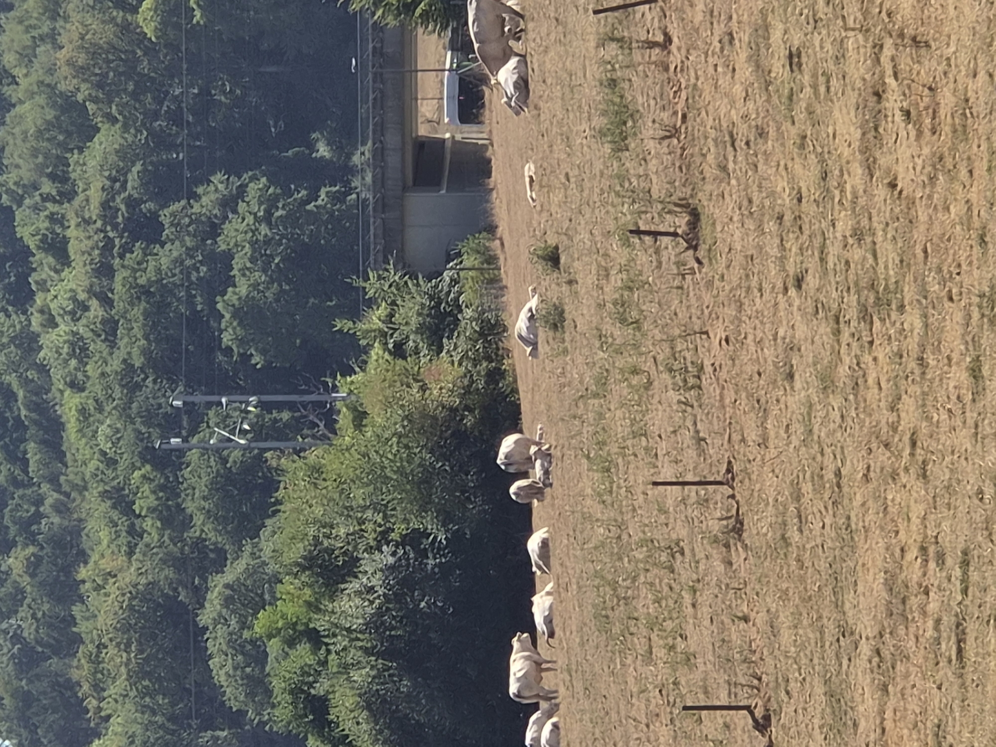 The image shows a herd of white cows in a dry, grassy field. In the background, there is a dense green forest that extends up a hillside. A concrete overpass or bridge is visible across the middle ground, with trees and what appears to be a vehicle partially visible beneath it. There are also power lines and poles in the background. The field is dotted with a few small, dark posts. The scene appears to be a rural or semi-rural area, possibly on the outskirts of a town or city, given the presence of infrastructure like the bridge and power lines. There are no people visible in the image.