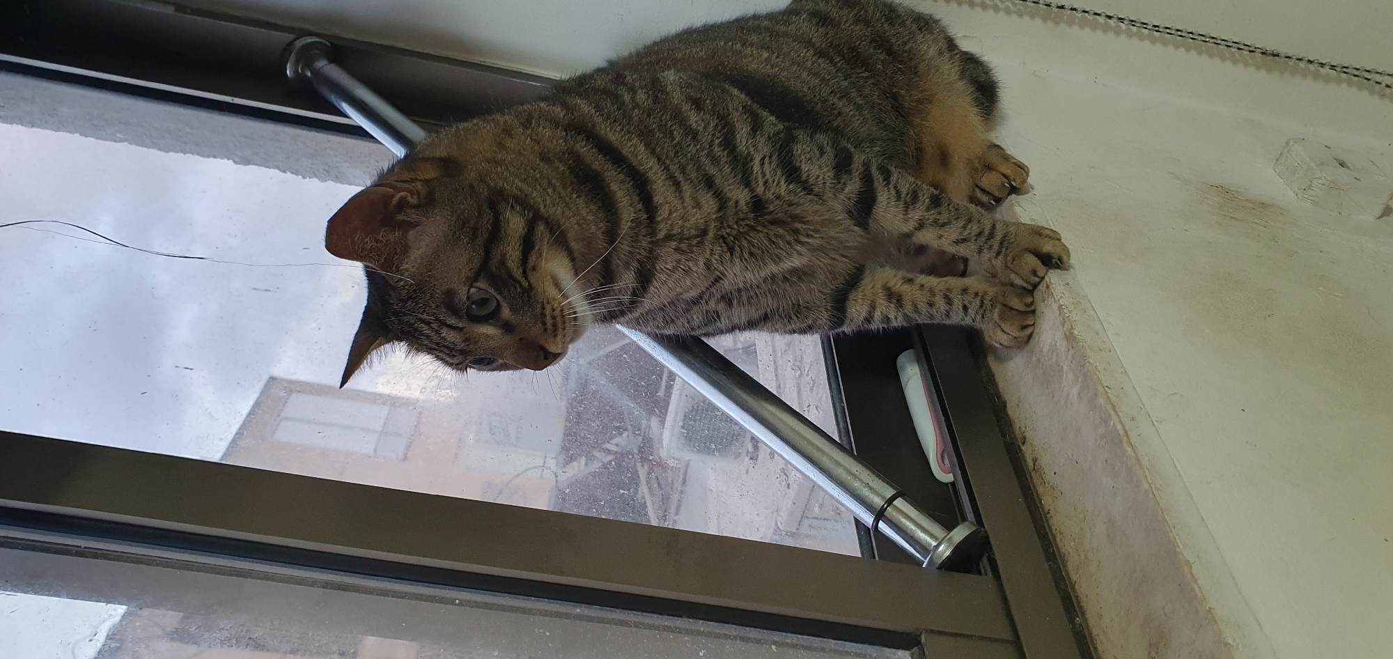 A tabby cat with green eyes sits on a windowsill, looking out of a window at an overcast sky. The cat is positioned to the right of the frame, facing left. Its fur is striped in shades of brown and black. A thin strand of dark hair hangs down from above, crossing in front of the cat and near the window. The windowsill is white and appears dusty, with some dirt smudges. The window frame is dark brown, and a metal support bar runs diagonally across the lower part of the window. Below the bar, on the windowsill, a white and pink object, possibly a pregnancy test, is visible. Outside the window, buildings with visible windows can be seen, suggesting an urban environment. The lighting is dim, consistent with an overcast day. The scene appears to be an interior view from a residential building, likely in Bat Yam, Israel, given the provided context, although no explicit identifying markers confirm this location within the image itself.