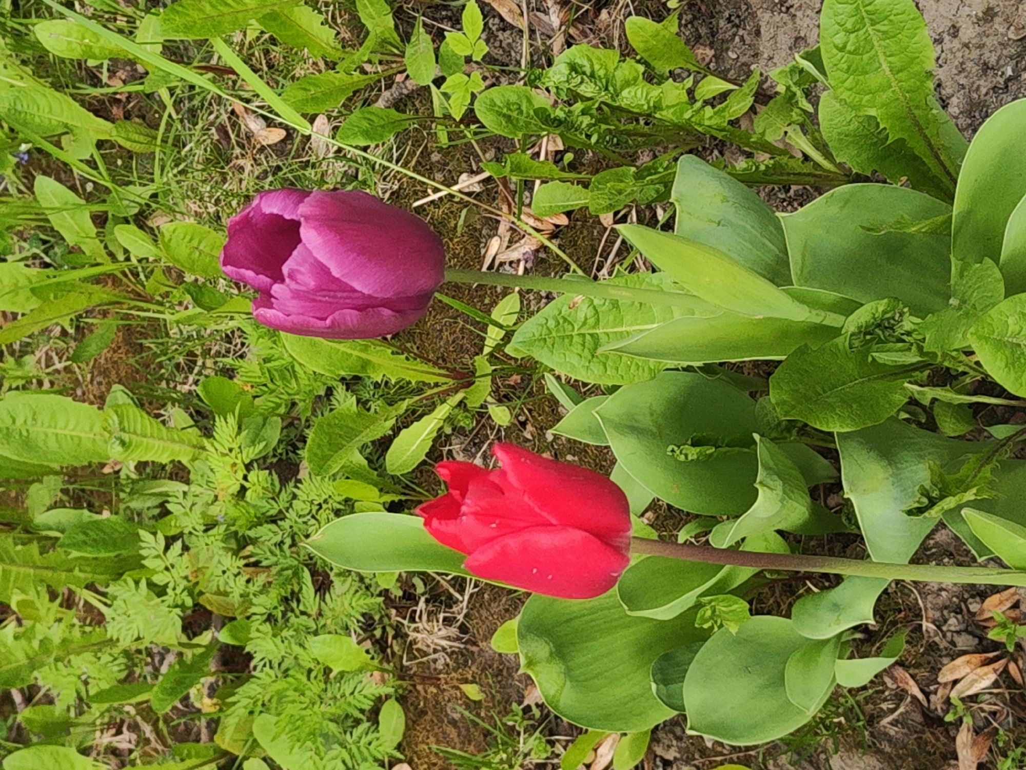 The image shows two tulips lying in a garden or patch of greenery. One tulip is red and the other is purple. The surrounding vegetation includes grass, weeds, and broad-leafed plants. The location is unspecified.