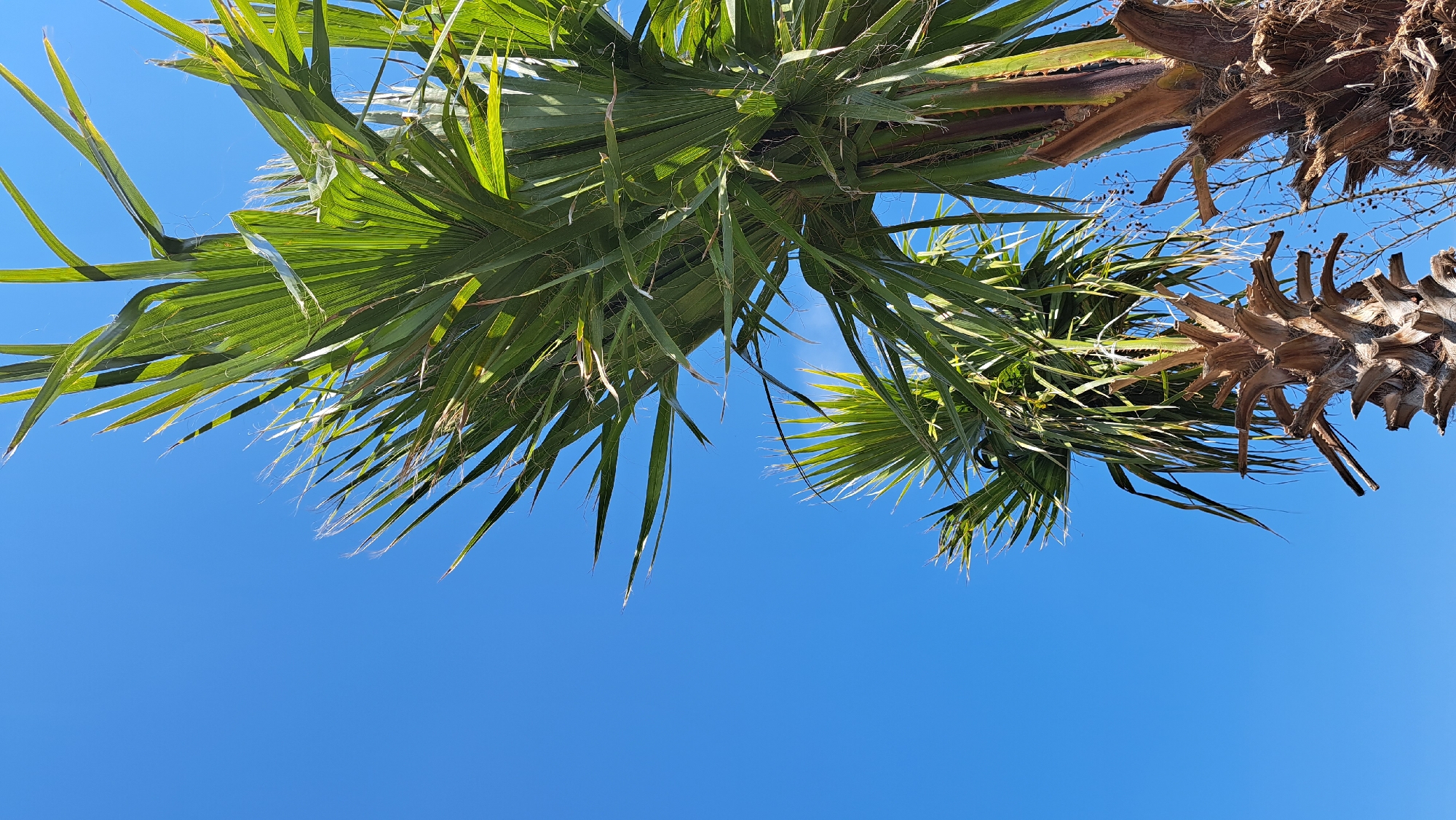 A low-angle shot captures a palm tree against a clear blue sky, likely in Unknown, Unknown. The tree's green fronds stretch out, with a few showing signs of age or dryness. The trunk is visible, displaying a rough texture and remnants of old fronds. The sky is a uniform blue, indicating a sunny day. There are no people or discernible objects other than the tree and sky.