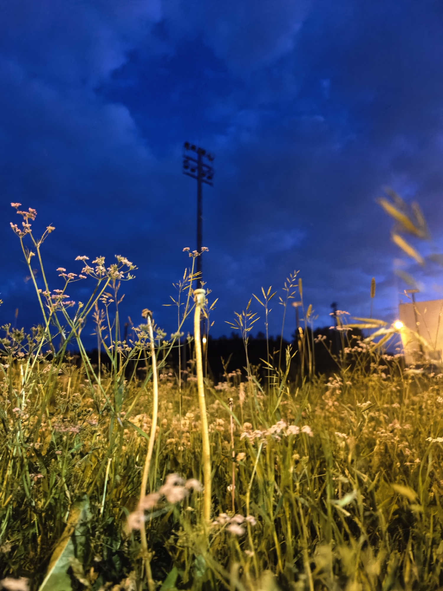 A low-angle, full shot captures a field of tall grass and wildflowers at night, illuminated by artificial light. The sky is a deep, dramatic blue with dark, heavy clouds. In the mid-ground, a tall, dark silhouette of a stadium light pole stands against the sky, with its lights visible. To the right, a dimly lit, light-colored building or structure is partially visible. The foreground is dominated by a dense arrangement of green grass and various plants with small white and pink flowers, with some stalks and leaves appearing yellow from the artificial lighting. The overall mood is somewhat surreal and atmospheric due to the interplay of natural and artificial light against the dark sky.
