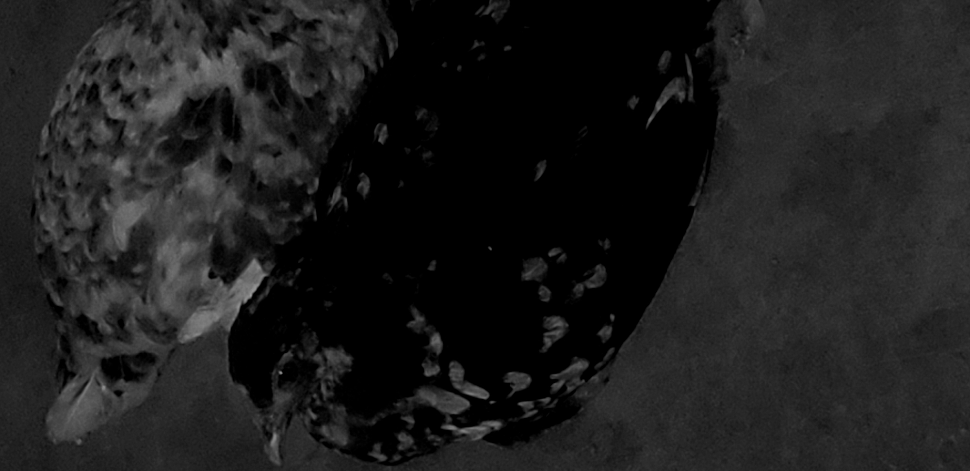 The image shows two chickens in what appears to be an enclosed space with a dark background. The chicken on the left is mottled, with varied light and dark patches. The chicken on the right is mostly dark with lighter spots. They are both facing downwards. The location of the image in Narayi, Nigeria is not determinable from the visual information.