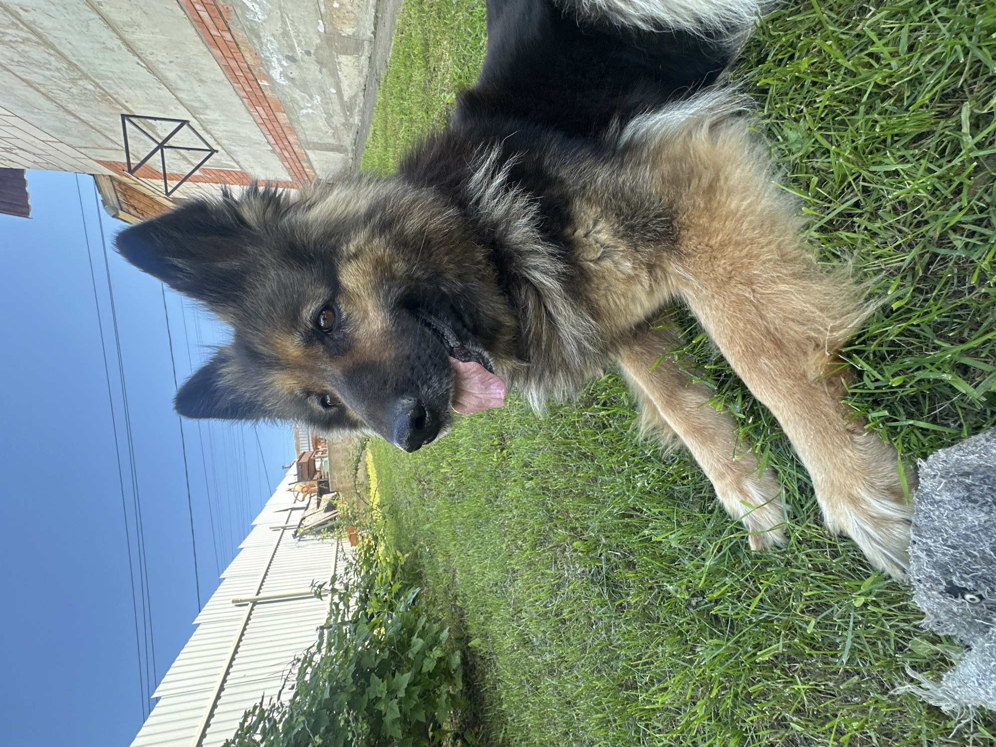 A medium shot shows a German Shepherd dog lying on a green lawn in front of a light-colored, brick-accented building. The dog is facing left with its tongue out and appears relaxed. In the background, a white fence runs along the left side of the frame, with a dense green bush in front of it. Power lines are visible in the sky above the fence and building. A fragment of a grey, fuzzy object is visible in the bottom left corner of the image, partially obscured by the dog's paws. The scene appears to be outdoors in a residential area, possibly in the city of Chaikovsky, Russia, given the architectural style of the building and fencing.