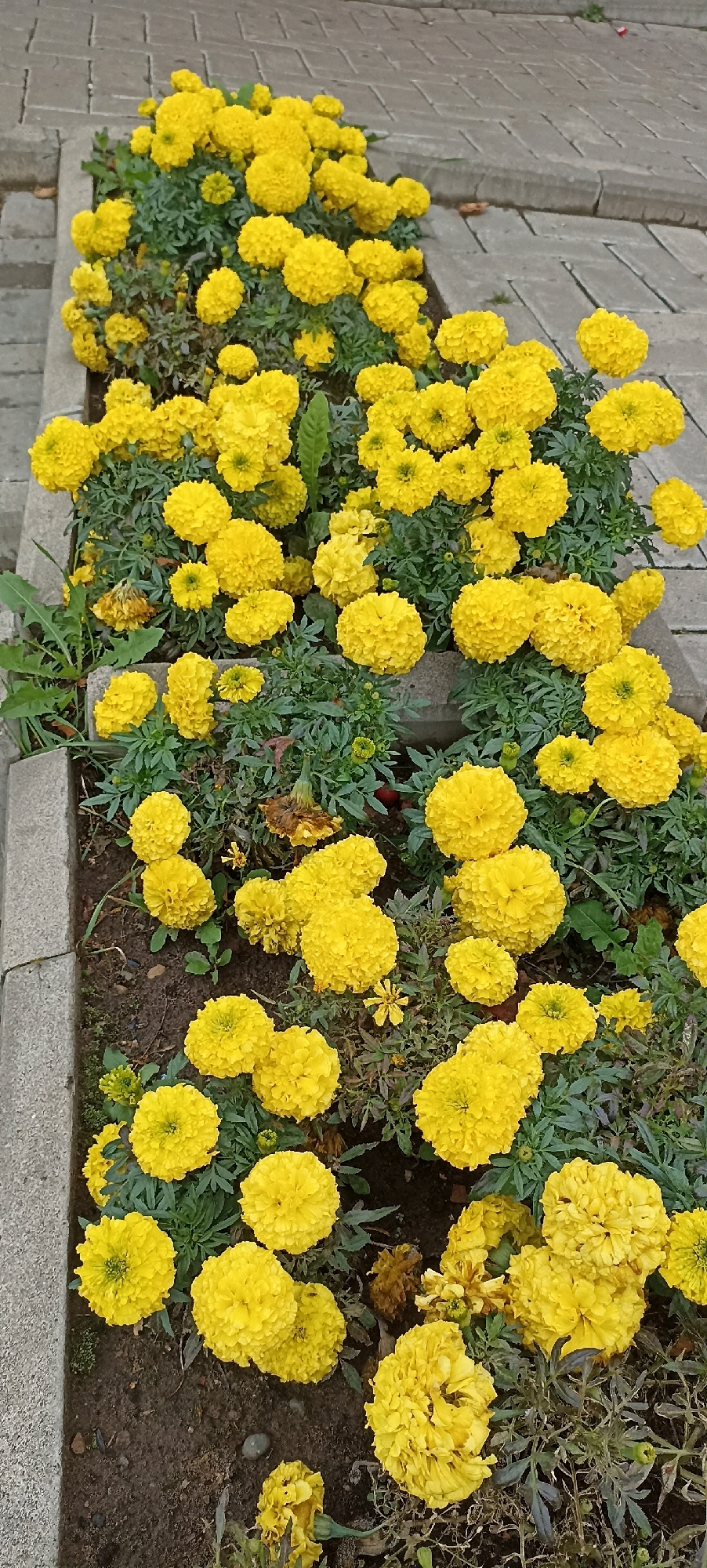 A flowerbed of vibrant yellow marigolds is pictured next to a paved walkway in Votkinsk, Russia. The flowers are densely packed, with some showing signs of wilting or drying, suggesting it may be later in the blooming season. The walkway appears to be constructed of grey rectangular pavers. The flowerbed itself is bordered by a low concrete edge. The overall scene is outdoors, likely in a public space such as a park or sidewalk.