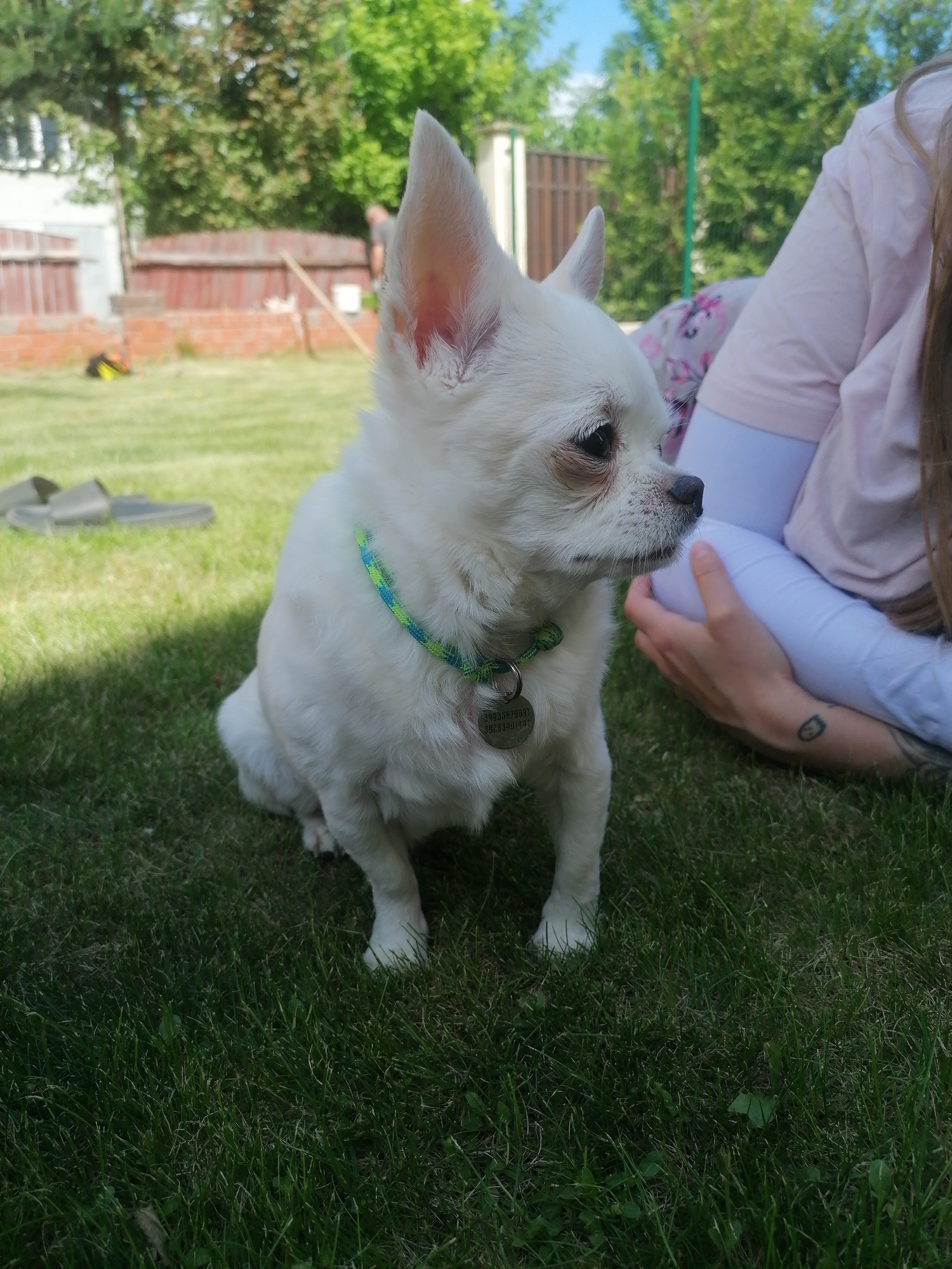 A white chihuahua sits on a lawn in an outdoor setting. The dog wears a blue and green braided collar with a silver tag. A person is seated next to the dog, wearing white leggings and a pink shirt with floral detailing. The person's hands are visible near the dog. A red brick fence and green trees are visible in the background. A pair of sandals are in the upper left of the scene.