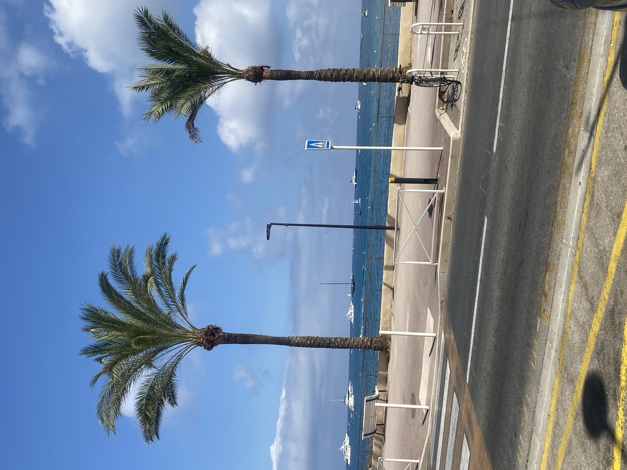 The image depicts a scene in Antibes, France, likely near the seafront. Two tall palm trees stand prominently against a bright blue sky with scattered white clouds. In the background, the sea is visible, dotted with several white yachts and sailboats. A paved promenade runs along the waterfront, with white benches and metal railings. A pedestrian crossing is marked on the road in the foreground, with yellow and white lines. A bicycle is parked near a bike rack on the promenade. A blue and white pedestrian crossing sign is also visible on a pole. The overall atmosphere is sunny and coastal, suggesting a pleasant day at the beach or harbor.