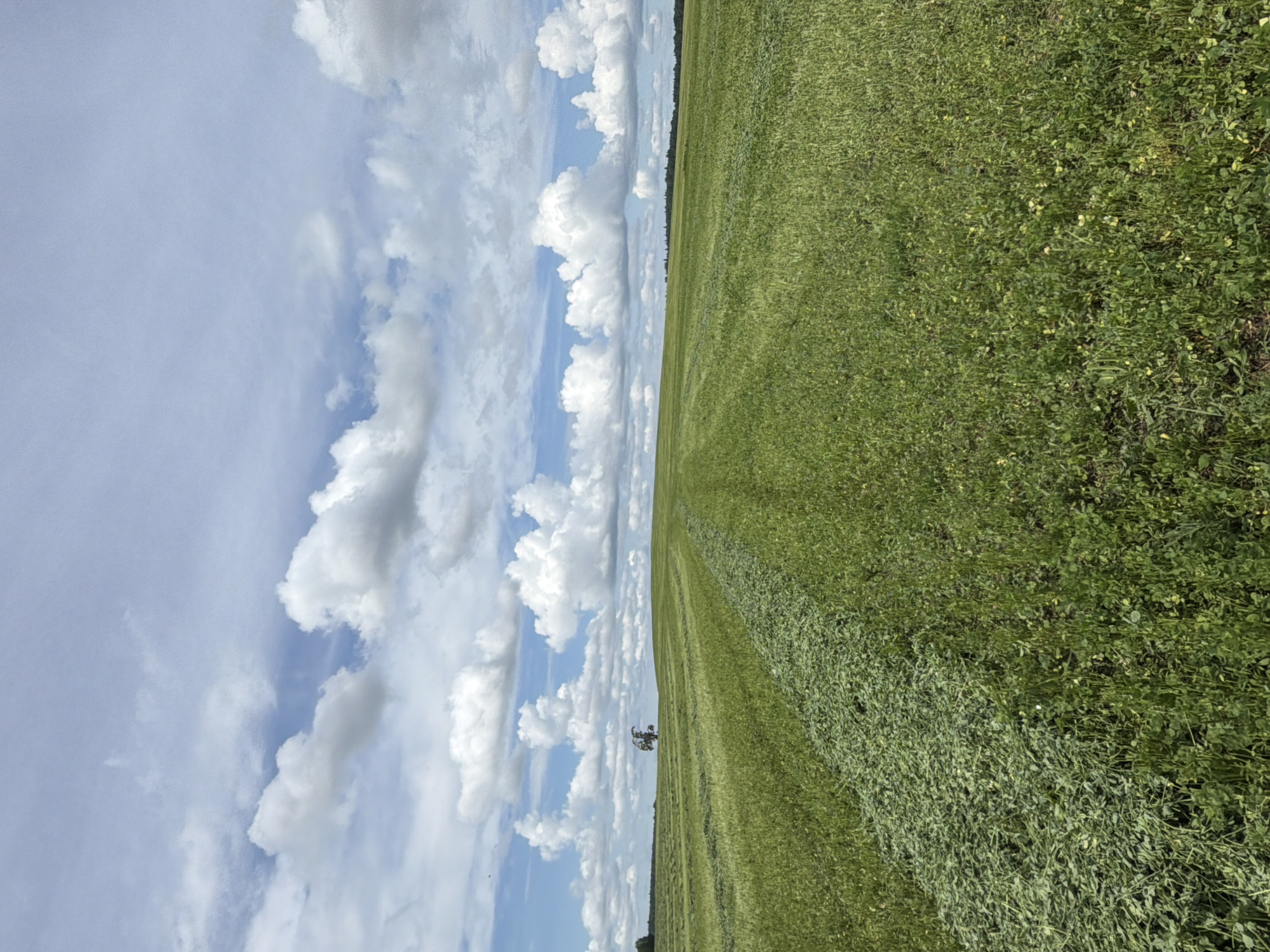 The image, originally oriented vertically but depicting a horizontal landscape, presents a vast agricultural field under a bright sky. The upper portion shows a clear blue sky dotted with numerous fluffy white cumulus clouds, indicating fair weather. Below the horizon line, the expansive green field dominates the view.
The field shows distinct parallel swaths of cut or mown vegetation running from the foreground towards the distant horizon. These lighter green lines suggest that an agricultural process, such as haymaking or harvesting, is underway or has recently taken place, with rows of cut crops laid out to dry. The rest of the field is covered in lush green vegetation. In the mid-ground, a small, indistinct object, likely a piece of farm machinery like a tractor or baler, is visible working in the field or standing still. A faint line of dark trees or distant vegetation marks the far edge of the field against the sky.
The scene depicts a sunny day, likely during late morning or afternoon, given the bright illumination. The setting is rural, characterized by open fields and distant treelines, consistent with an agricultural area. The activity is clearly related to farming, specifically the cutting of crops. No visible text is present in the image. The location context for this scene is Kechur, Russia.