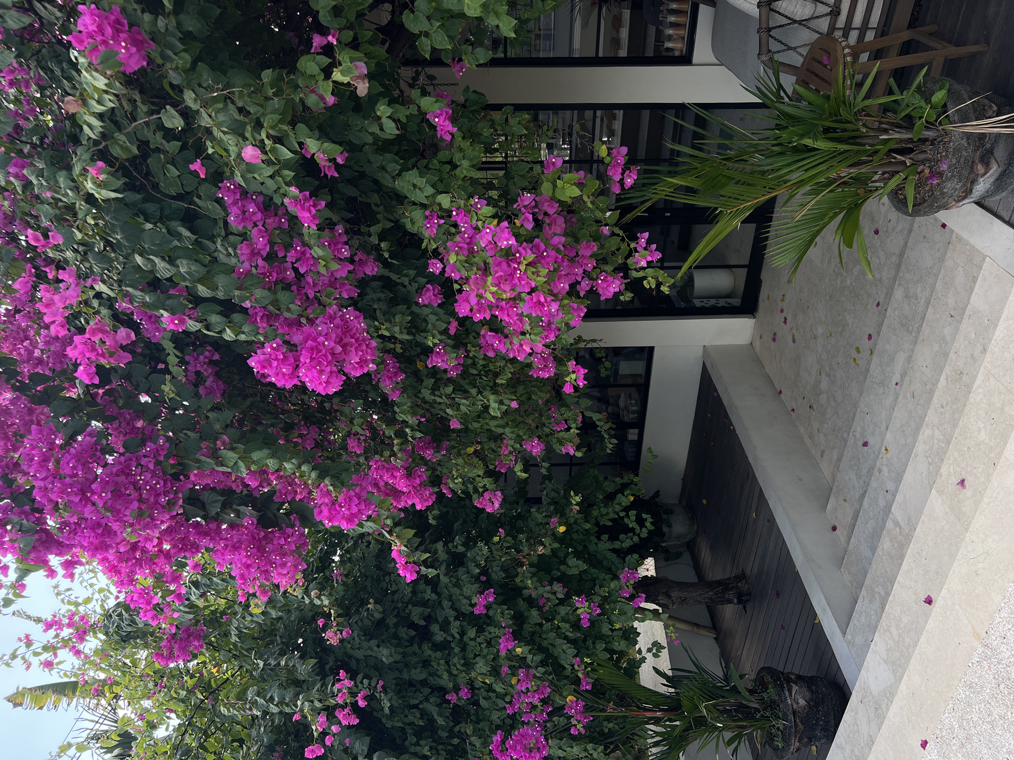 In the city of Mengwi, Indonesia, a vibrant bougainvillea plant with numerous bright pink flowers cascades over a modern building. The building features large windows and a white facade. In front of the building, a wooden deck leads to a set of light-colored stone stairs. Two potted plants, one a tall palm with large green fronds and the other a lush green plant, are situated near the entrance. Fallen pink petals are scattered across the stairs and the deck, adding to the natural beauty of the scene.