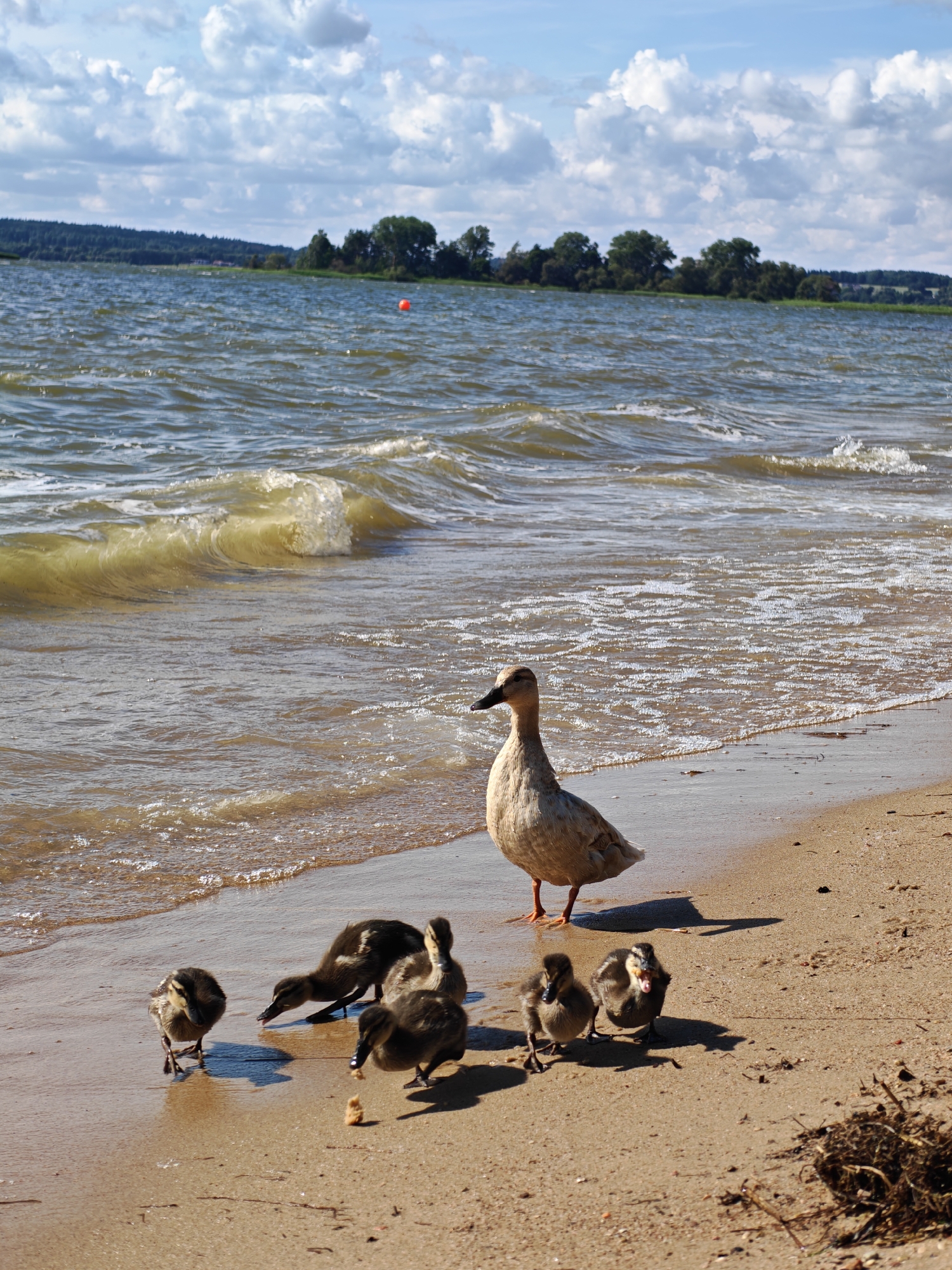 A family of ducks, including one adult and several ducklings, are on a sandy shore next to a body of water. The adult duck, a light brown color, stands on the wet sand near the water's edge, facing left. Behind it, closer to the water, are two ducklings, one darker brown and appearing to be feeding. To the right of the adult duck, several more ducklings are scattered on the dry sand. One duckling stands out with its mouth open. The water in the background is choppy with small waves breaking on the shore. The background shows a tree line with a few buildings nestled among the trees, under a sky with scattered white clouds. There is a small orange buoy visible in the water in the distance. The location is Ждановіцкі сельскі Савет, Belarus.
