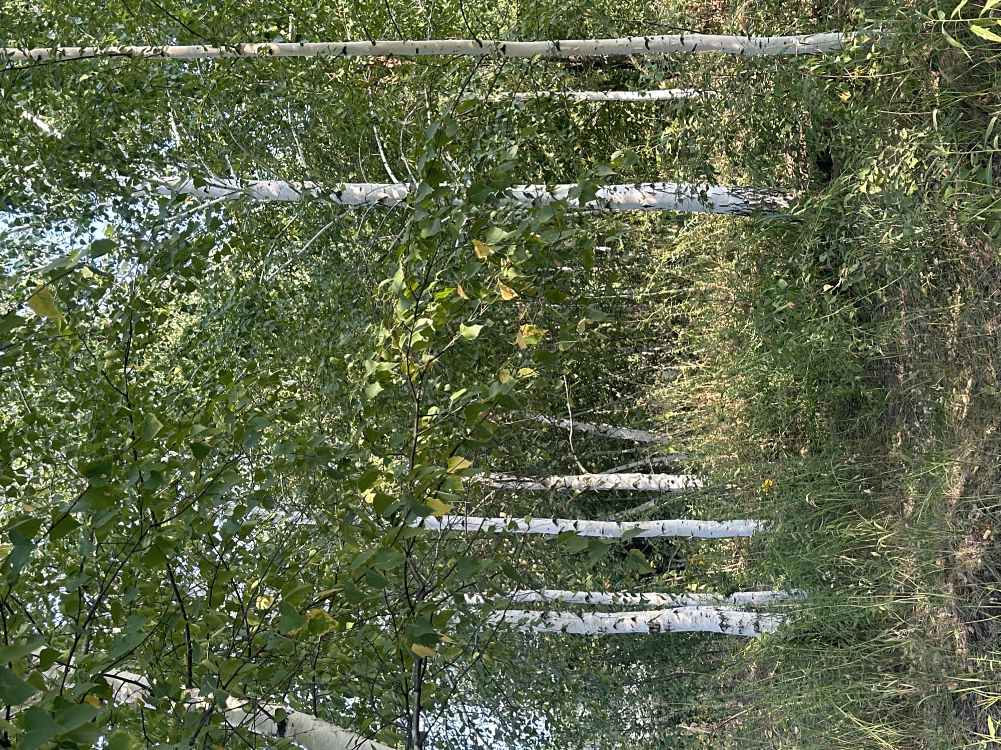 A sunlit, vertical medium shot captures a cluster of birch trees with white, papery bark, set against a backdrop of dense green foliage and undergrowth. The trees are in various stages of leaf color, with some leaves showing hints of yellow, suggesting the approaching autumn. The ground is covered in tall, wild grasses and some dry leaves. The lighting suggests it is daytime, with sunlight filtering through the leaves, creating dappled shadows on the ground. The scene depicts a natural outdoor environment, possibly a forest edge or parkland, within or on the outskirts of Samarsky, Russia. There are no people or animals visible in the image.