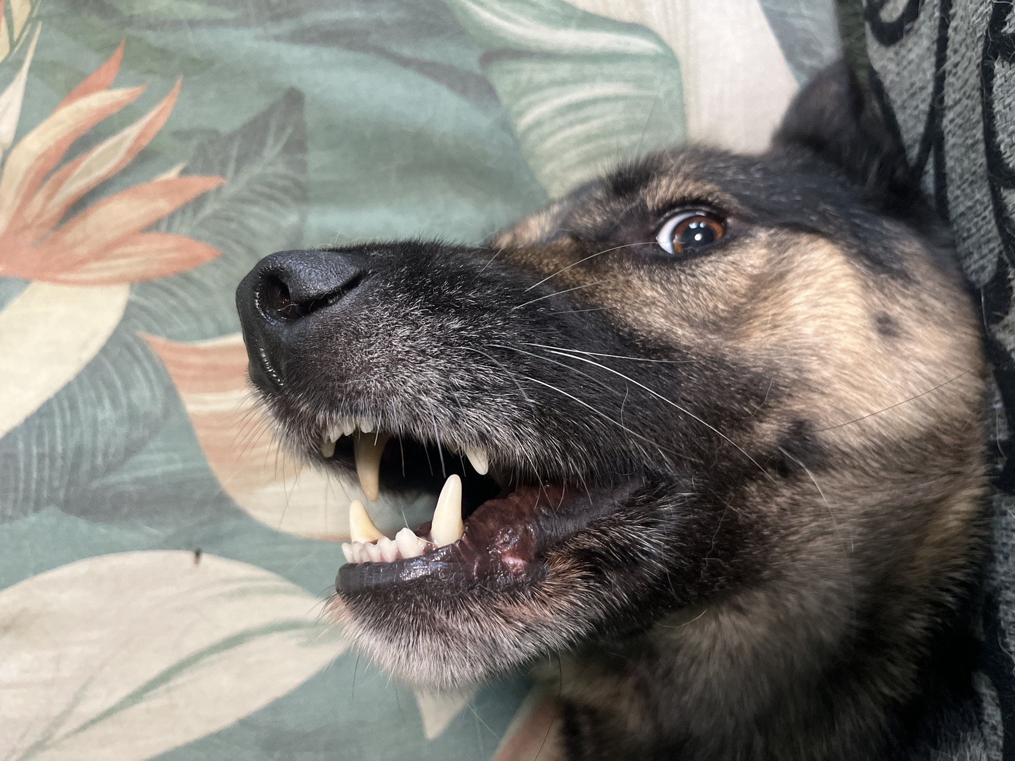 This media file features a close-up, low-angle shot of a German Shepherd's face. The dog's mouth is open, revealing sharp teeth and its tongue. Its fur is a mix of brown, black, and tan. The dog's eye is wide open, and it appears to be looking directly at the camera. The background is a blurred pattern of green leaves and orange flowers, possibly a tropical-themed fabric or wallpaper. To the right of the dog, a textured gray blanket or upholstery is visible. The lighting suggests it might be indoors, possibly during the daytime. The dog's expression could be interpreted as playful, alert, or even slightly aggressive due to the bared teeth. There is no visible text in the image. The context provided is Nizhny Tagil, Russia.