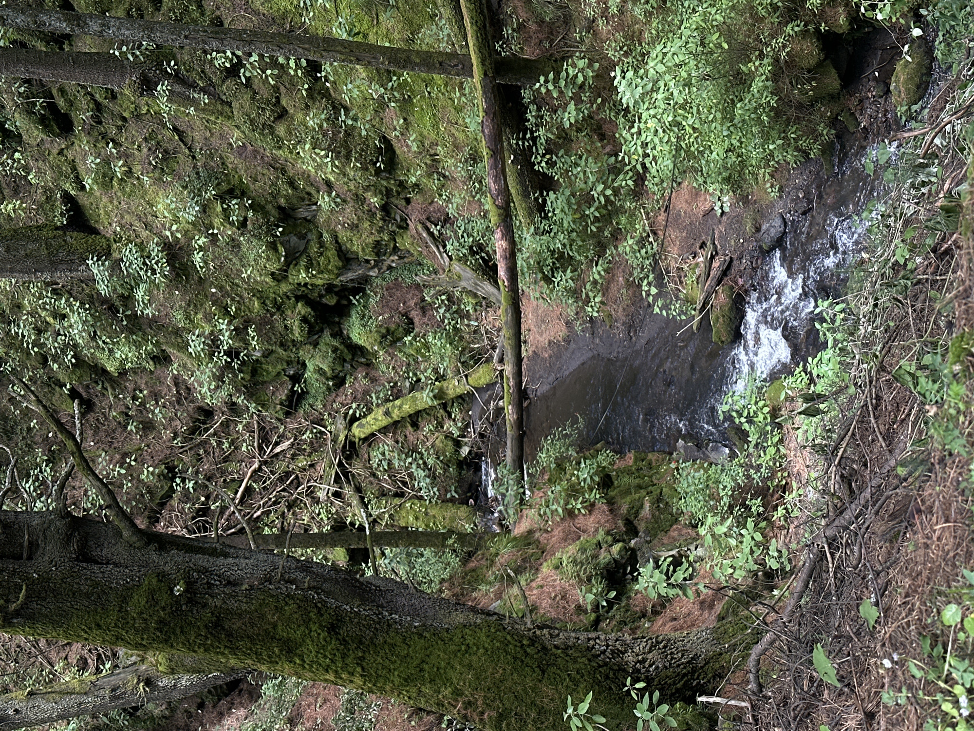 The image shows a narrow, rocky stream flowing through a lush, moss-covered forest in San Mateo Ozolco, Mexico. The stream bed is dark and the water appears to be moving quickly, with some white foam visible. Large, moss-covered tree trunks are present on both sides of the stream, with one particularly thick trunk dominating the left foreground. The banks of the stream are steep and covered in green vegetation, including ferns and smaller leafy plants. Fallen logs lie across the stream in places, some also covered in moss. The overall impression is one of a dense, damp, and natural woodland environment. There are no people or animals visible in the image. The lighting suggests an overcast day or dense canopy cover.
