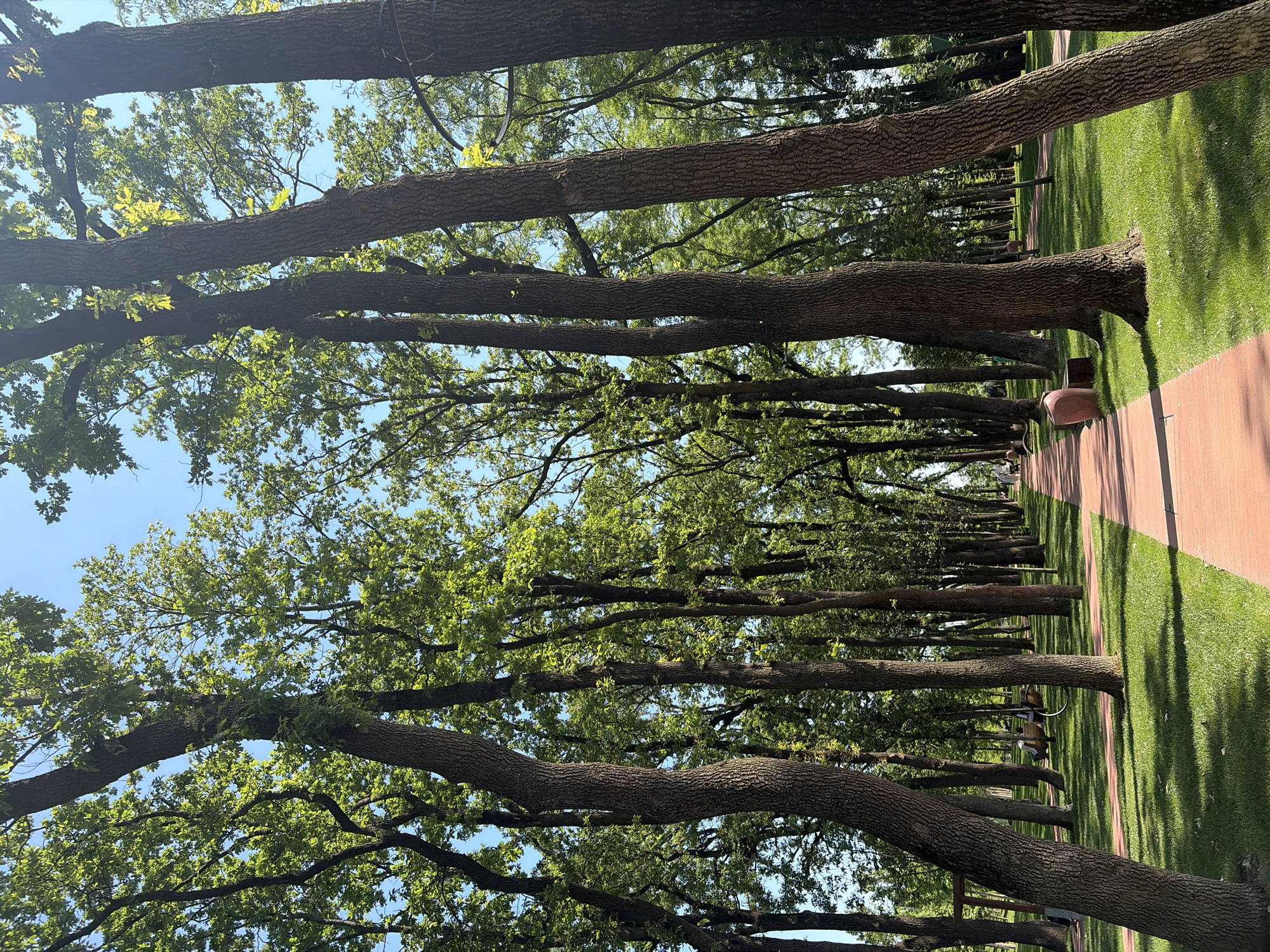 This image depicts a long, tree-lined pedestrian avenue within a park in Krasnodar, Russia, on a bright, sunny day. A wide, reddish-orange paved pathway extends from the foreground into the distance, flanked on both sides by meticulously manicured green grass. Tall, mature deciduous trees with dark, textured trunks and vibrant green foliage line the path, creating a dense canopy overhead. Patches of clear, bright blue sky are visible through the leaves. Distinct shadows from the trees are cast across the grass and parts of the pathway, indicating strong sunlight. Several park amenities are visible in the mid-ground and distance: reddish-brown, vase-shaped planters are situated on the grass beside the path, particularly on the right. On the left, a wooden swing structure and several park benches are discernible. Multiple individuals are present along the path; two figures are seated or standing near the swing on the left, and two more figures, one pushing what appears to be a stroller, are walking away from the viewer further down the path on the right. The scene conveys a tranquil, recreational environment.