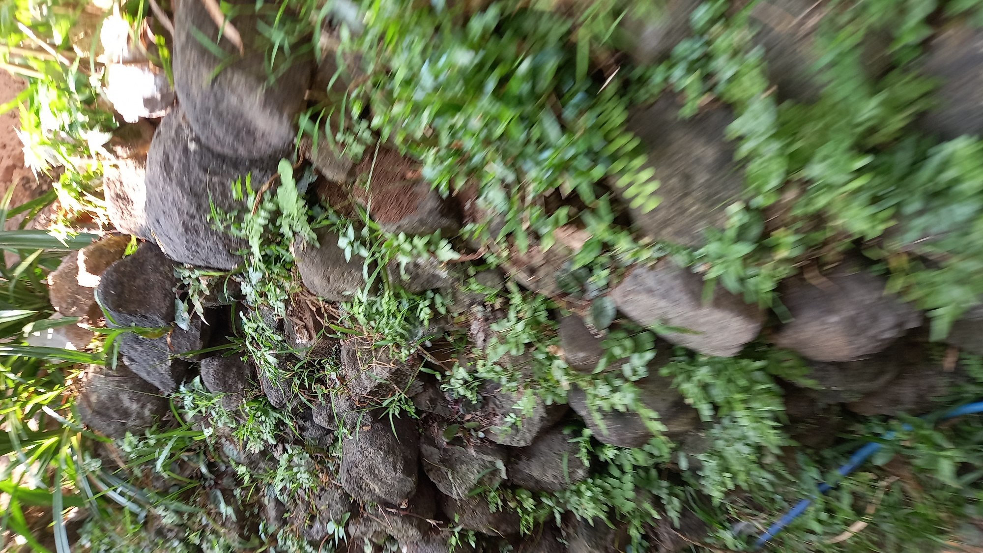 The image depicts a close-up, slightly blurred view of a rocky terrain with dense green vegetation in Leuwisadeng, Indonesia. Large, dark grey rocks are piled and interspersed with various types of green plants, including grasses and small leafy ferns. The lighting suggests an outdoor environment, possibly during the day, with some areas illuminated by sunlight and others in shadow. The focus is on the natural elements, with no people or man-made objects clearly visible, except for a faint blue line that might be a piece of tubing or hose partially obscured by the foliage at the bottom left of the frame. The overall impression is one of an overgrown, natural landscape.