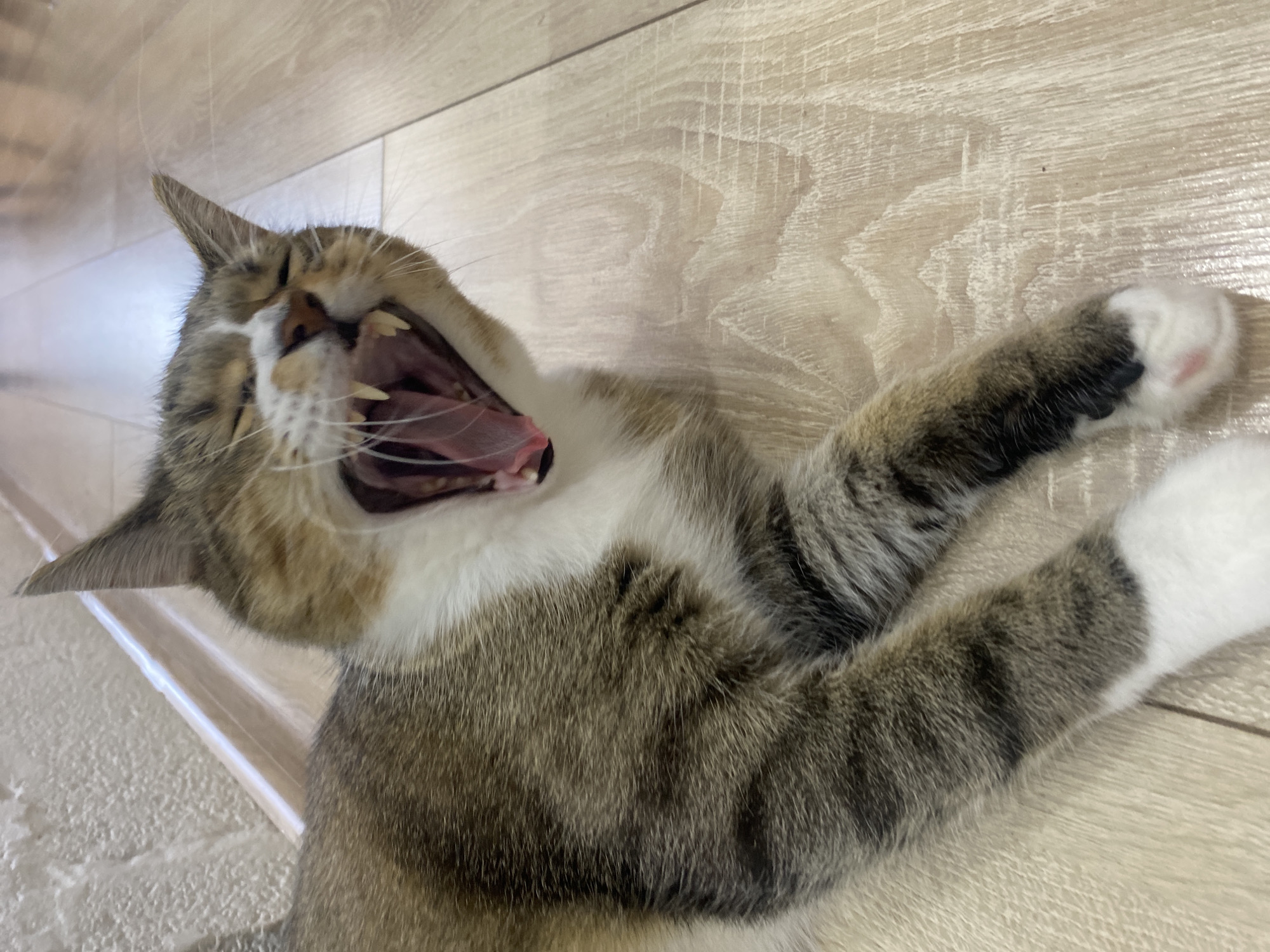 This is a close-up, high-angle shot of a tabby cat yawning widely. The cat is lying on its back on a light-colored wooden floor, with its head tilted back and its mouth open, revealing its pink tongue and sharp teeth. Its front paws are extended upwards, with one paw visible on the right side of the frame, showing a white sock-like marking and pink paw pads. The cat's fur is a mix of brown, black, and white stripes. The background is the wooden floor with a visible grain pattern. The lighting suggests an indoor setting, possibly during the day due to the natural light. The cat appears relaxed and possibly sleepy. There is no visible text in the image. The location context provided is Novinki, Russia.