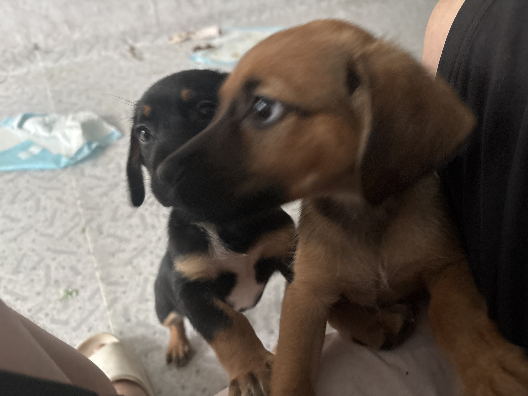 The image shows two puppies on a white surface. One puppy is black and tan, with a white chest marking, and is positioned behind and to the left of the other puppy. The second puppy is light brown and is in the foreground, facing towards the right. The puppies appear to be young. In the background, there is a light blue and white package. A person's leg and foot wearing a slipper are visible in the lower left corner. The scene is indoors, on a soft surface that could be a bed or carpet.
