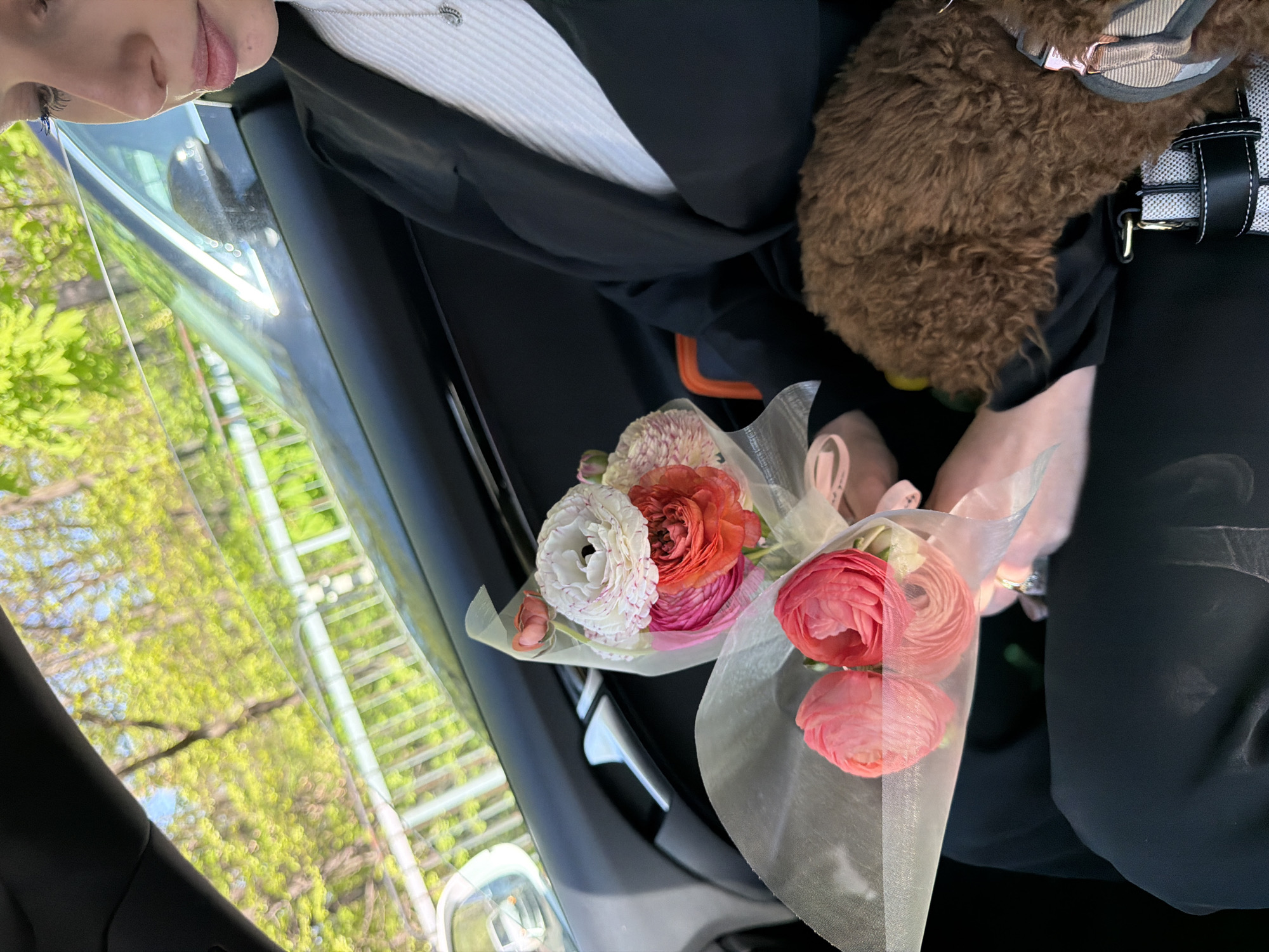 An overhead shot captured inside a vehicle shows a person, two small bouquets of flowers, and a brown furry dog. The image is oriented with the person's head to the left, looking downwards.
The person's face is partially visible, showing their chin, lips, and part of one eye, which has blue eyeliner or eyeshadow. They are wearing a white ribbed top, a dark jacket, and a silver necklace with a small crown charm. Their hand, with a partial tattoo on the wrist, is visible holding one of the bouquets.
Two small, vibrant bouquets of ranunculus flowers are the central focus. One bouquet features white and orange-pink flowers, while the other contains two pink flowers. Both are wrapped in sheer, light-colored material, possibly organza, and tied with ribbons.
Next to the person, a fluffy, brown dog, possibly a poodle, is resting. It is wearing a harness with a light-colored strap.
The interior of the car is dark, with visible dashboard or door panel elements. Through the car window, bright green foliage of trees and a clear sky are visible, indicating an outdoor, daytime setting with sunny weather, likely in spring or summer. No specific location landmarks are identifiable within the image, but the provided context states the location is Sofia, Bulgaria. No visible text is present in the image.