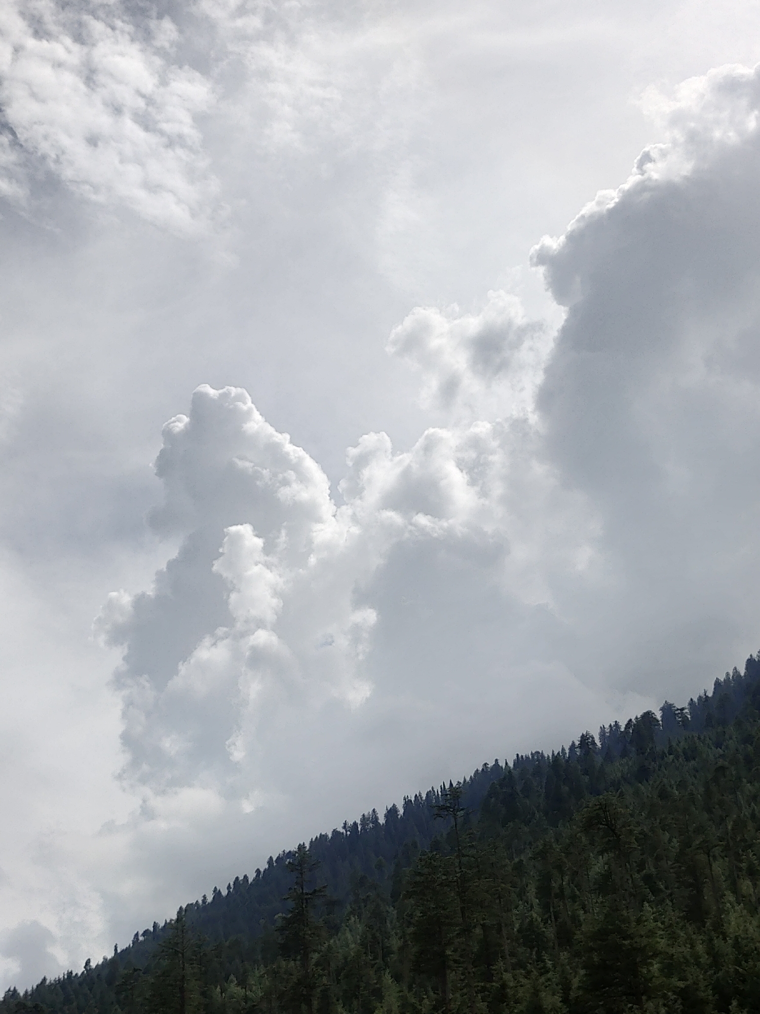 The image depicts a natural landscape, likely in or around Manali, India, characterized by a dense forest covering a sloped mountain. The trees are primarily evergreens, forming a dark green canopy that stretches across the lower portion of the frame. The sky above is dominated by dramatic, voluminous clouds, some appearing bright white and others a muted grey, suggesting an overcast or potentially stormy day. The overall impression is one of a rugged, natural environment under a dynamic sky. There are no people or man-made structures visible in the image.