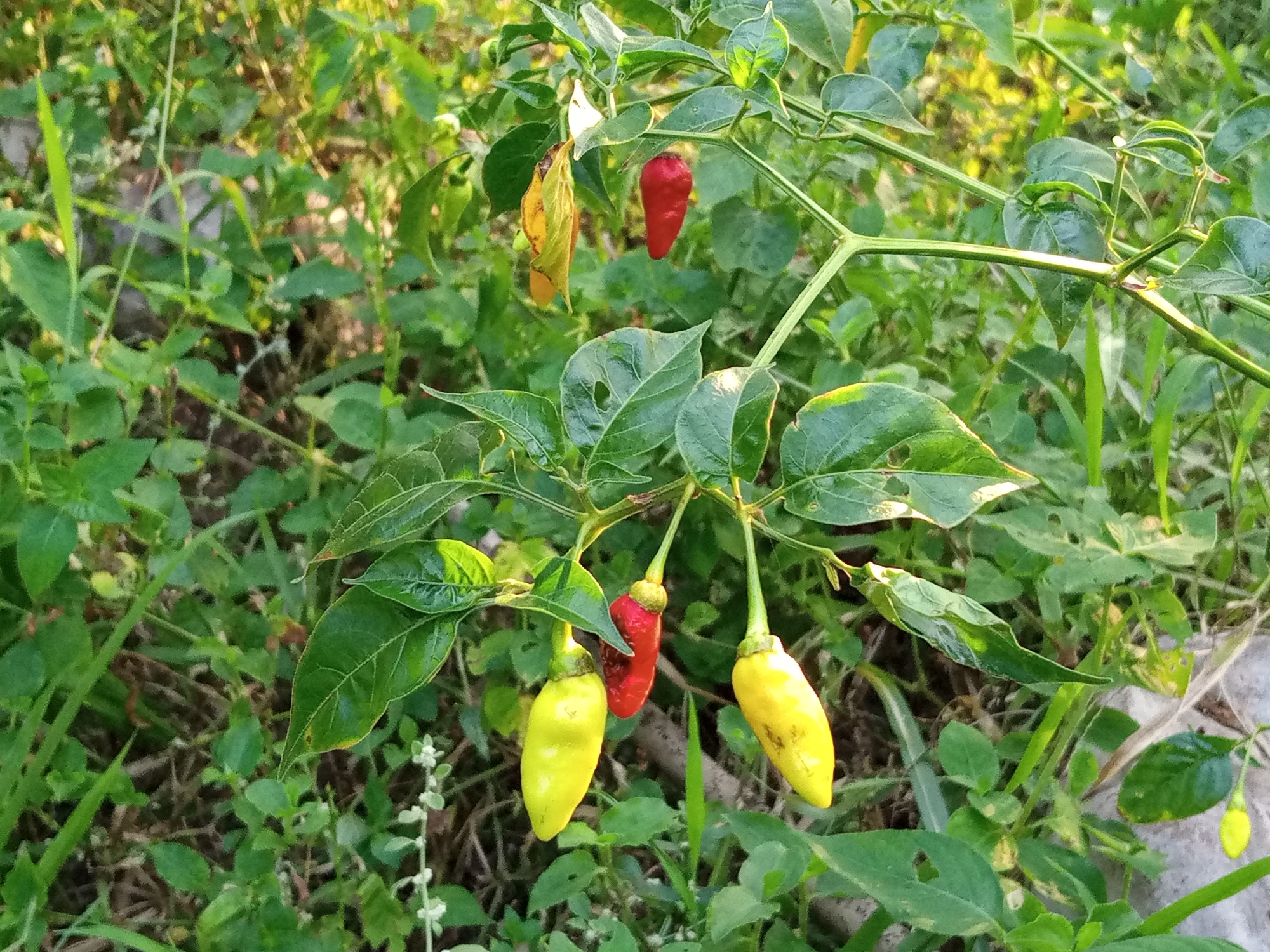 The image shows a cluster of chili peppers on a plant in Payadua, Indonesia. The peppers are in various stages of ripeness, with some being yellow and others red. They are attached to the plant's stem by thin stalks, and the plant has green leaves. The background is a blur of greenery and foliage, suggesting an outdoor environment, possibly a garden or a field. The lighting indicates it might be daytime, with the sun casting some light and shadows. There are no people or animals visible in the frame.