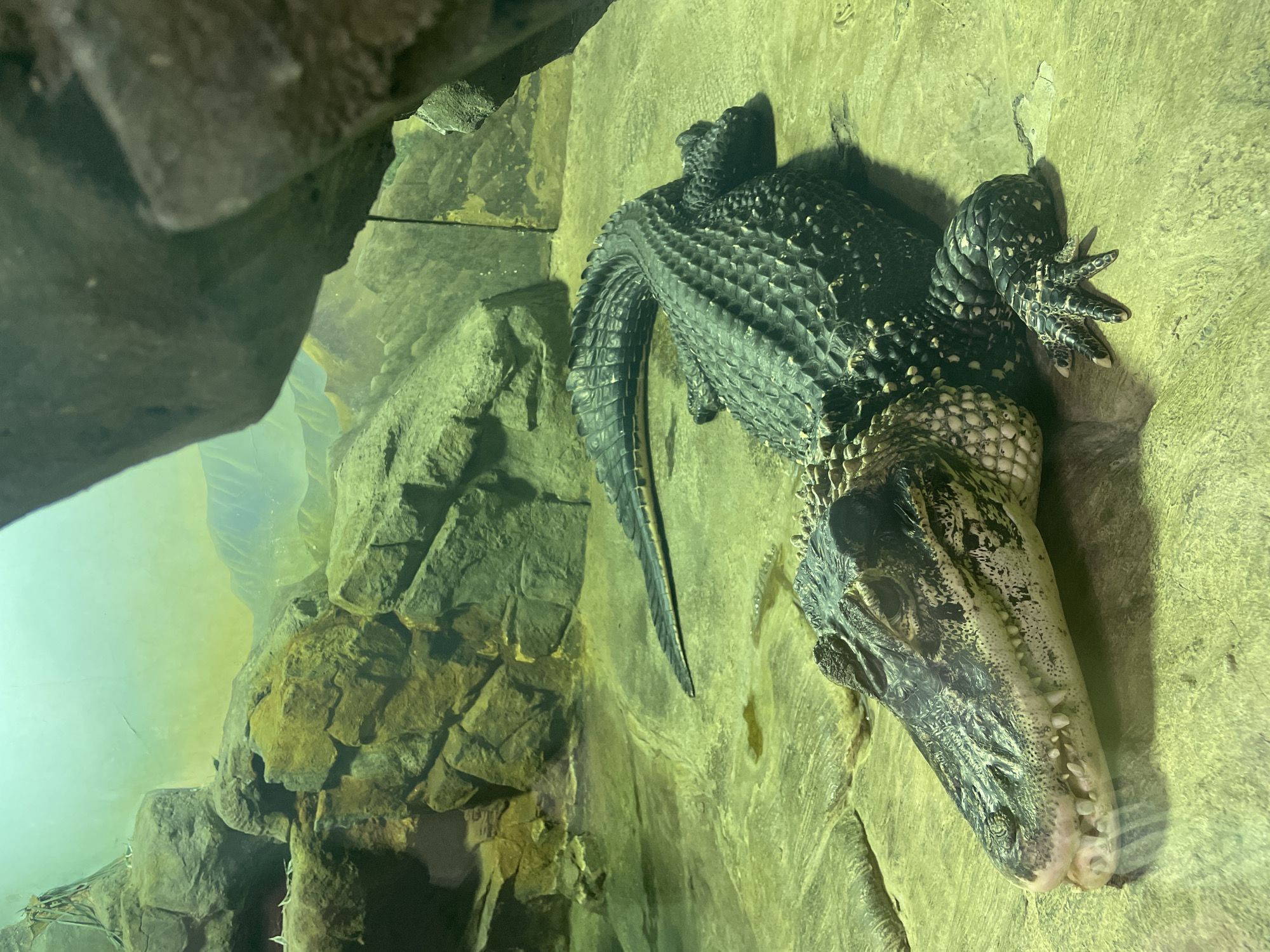 The image shows an alligator, presumably in an enclosure, with the left side of the frame showing what appears to be a rock formation and murky water through a glass pane. The alligator is positioned on a light-colored surface, potentially a rock or concrete. Its head is oriented towards the right bottom corner of the frame, showing its snout and teeth. The body is dark and textured. There is no discernible information about the location being in Moscow, Russia, or any people, actions, or interactions in the image.