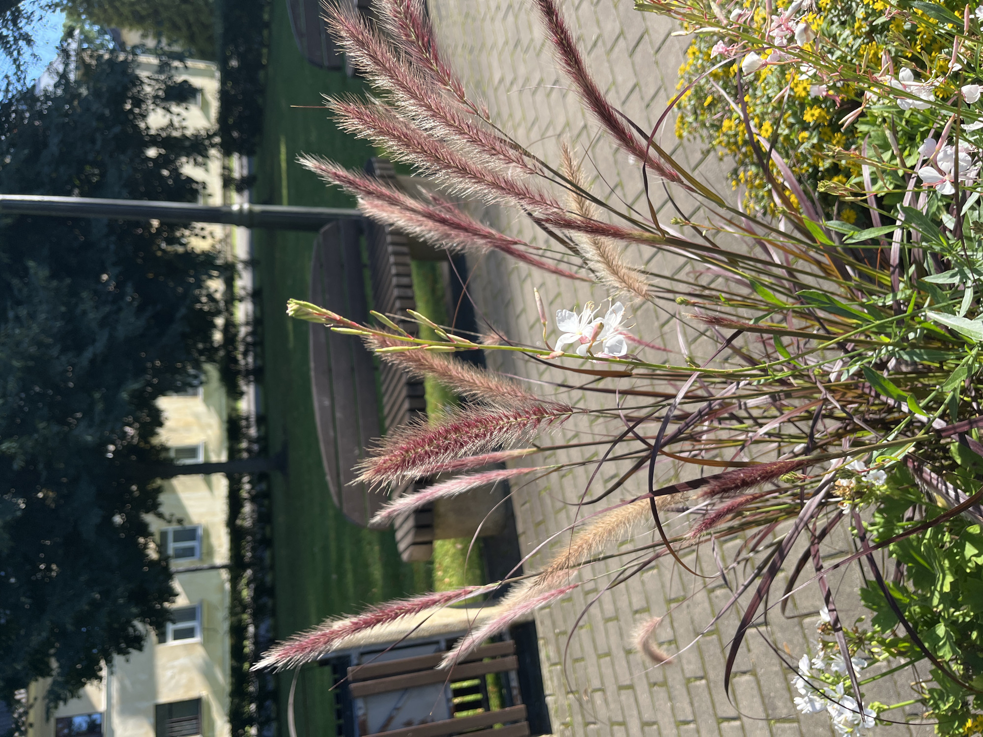 This is an outdoor, eye-level, close-up photograph featuring ornamental grasses with feathery, reddish-pink seed heads. The grasses are in the foreground, with their stalks and plumes dominating the frame. Among the grasses, a few delicate white flowers with pink streaks are visible. In the middle ground, a paved walkway made of rectangular grey bricks is present. Behind the walkway, a wooden bench with curved slats is situated on a well-maintained green lawn. Further in the background, a light yellow building with white-framed windows can be seen, partially obscured by the dark green foliage of trees. A dark lamppost stands vertically to the right of the center of the image. The scene appears to be a public park or garden area in Kohtla-Järve linn, Estonia, likely during daylight hours due to the bright sunlight casting shadows. No people are visible in the image.