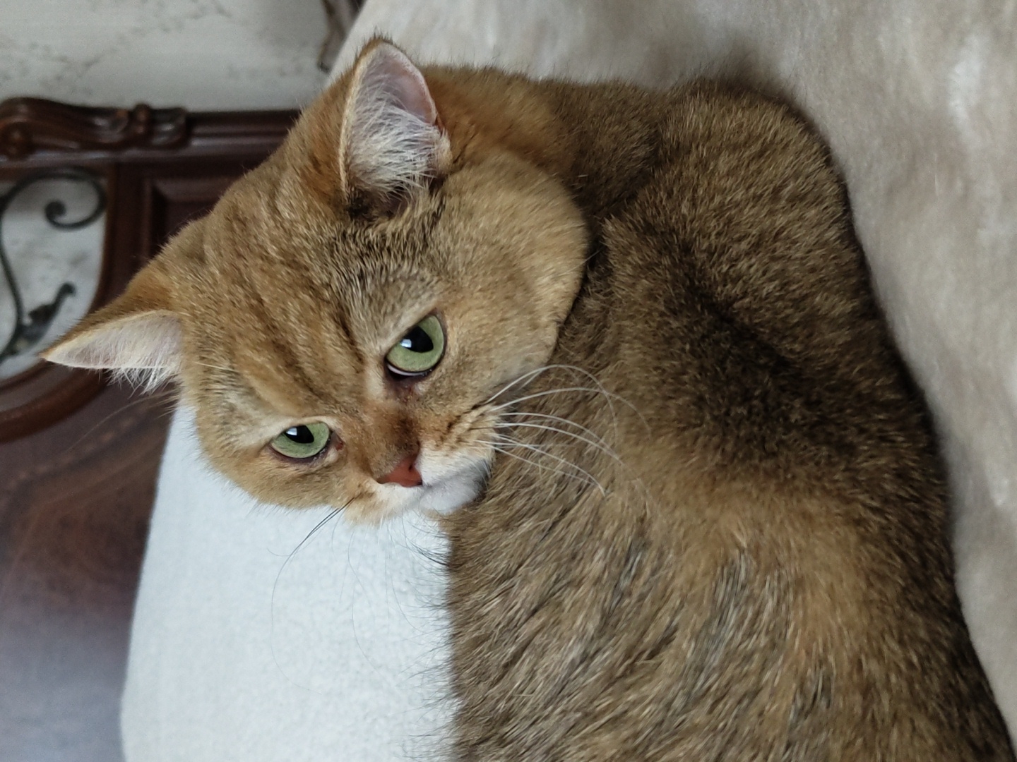 A golden-furred cat with green eyes is lying on a light-colored blanket. The cat's head is turned towards the camera, with its body partially visible in the foreground. The background features a wooden headboard of a bed. The image does not provide any information about the city of Krasnodar, Russia.